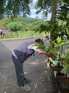 Menyiram bibit pohon