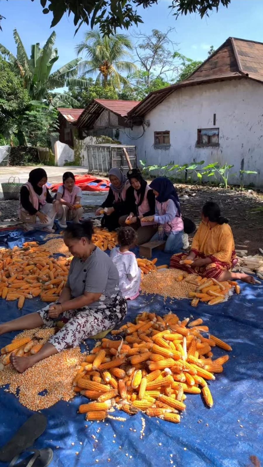 Membantu kegiatan warga "mocel jagung"