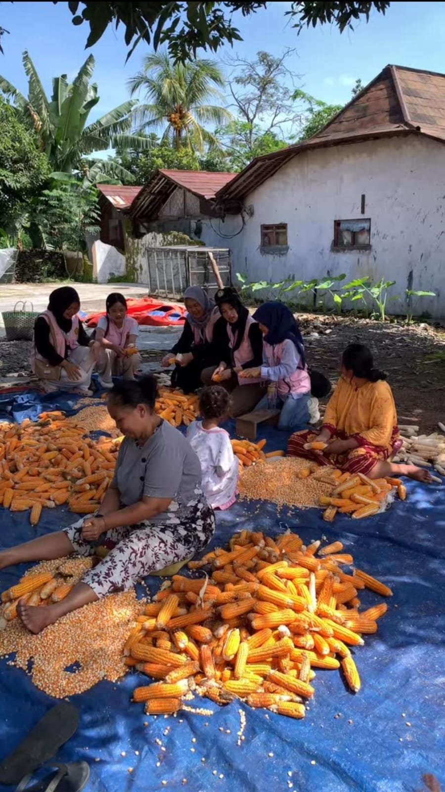 Membantu kegiatan warna "mocel jagung"