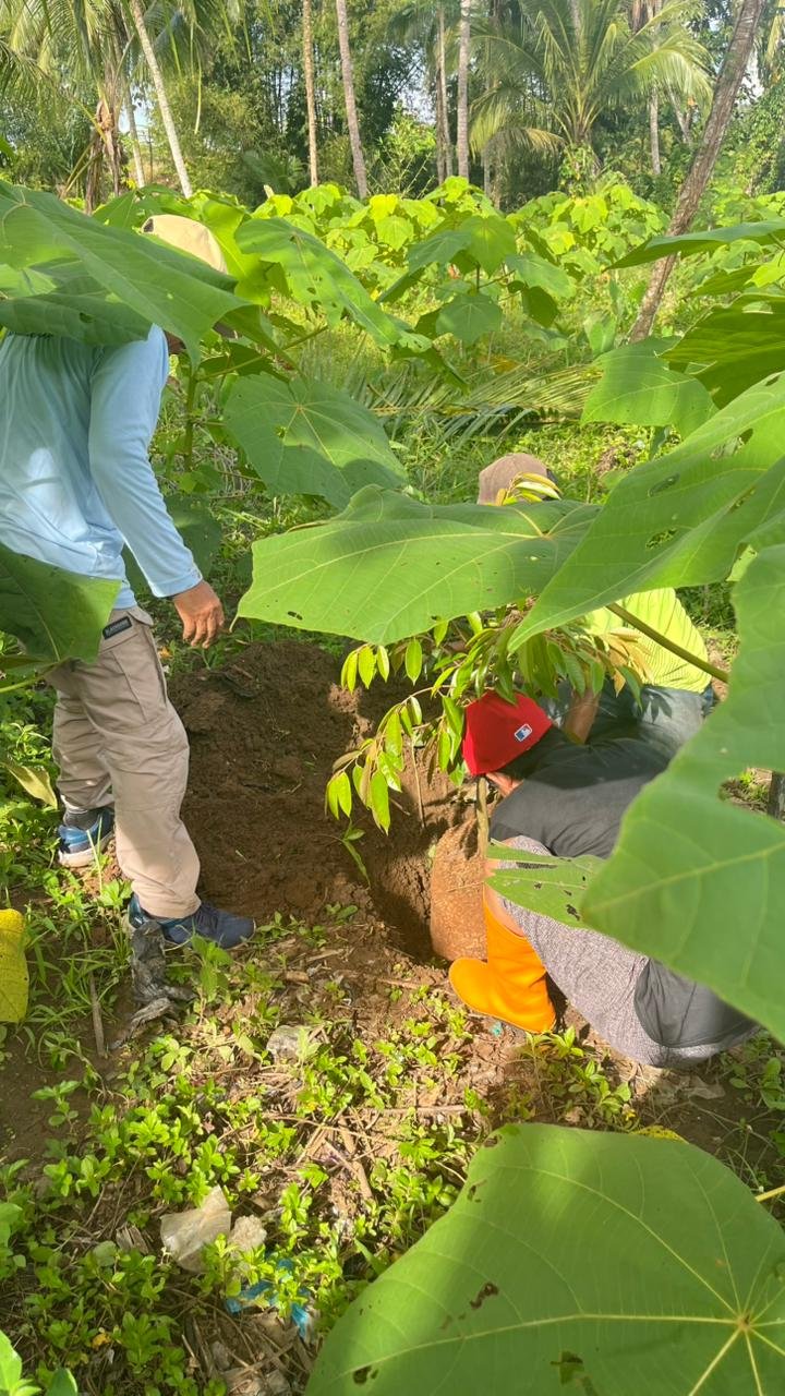 Penanaman bibit duren