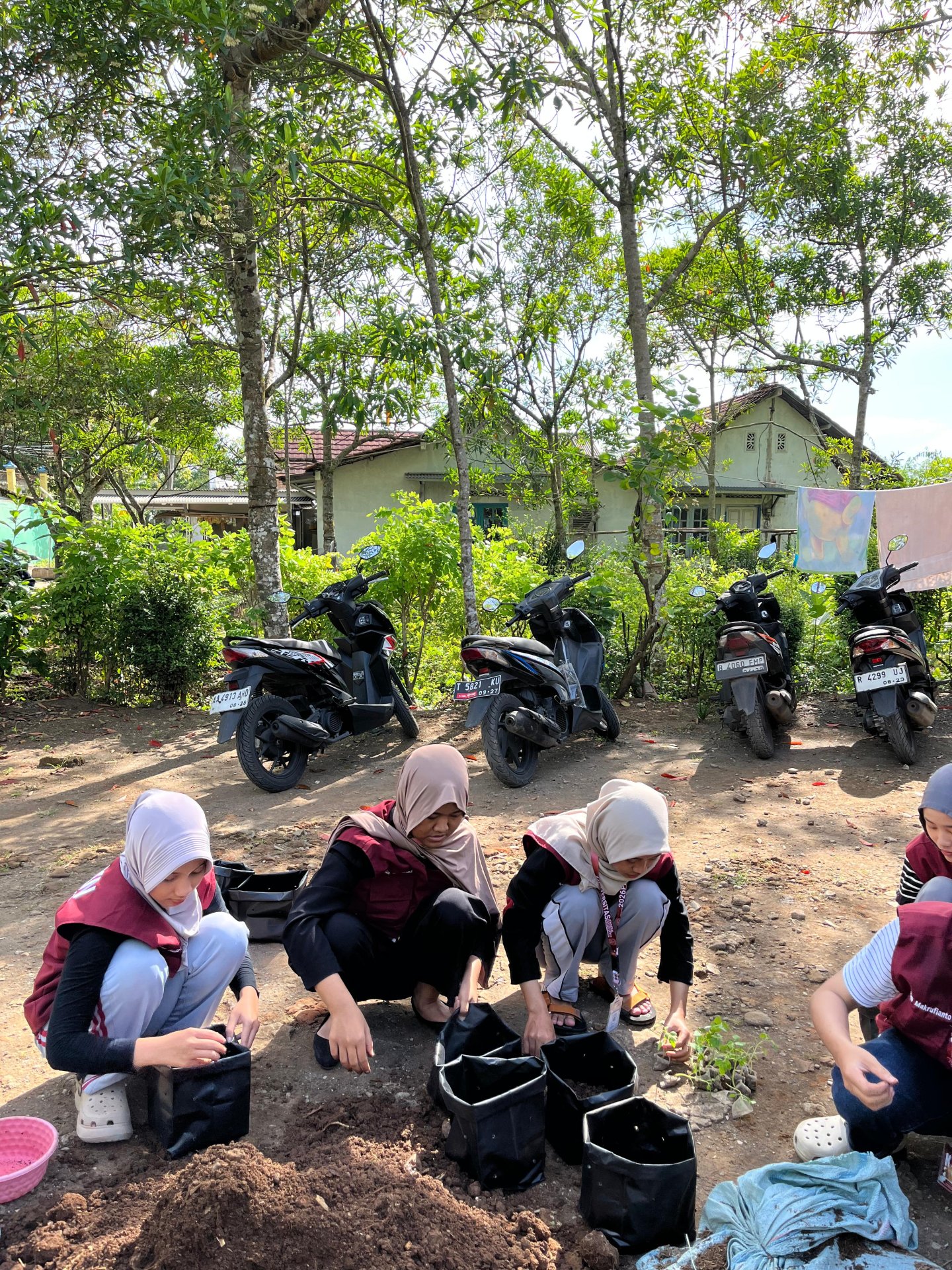 Intensifikasi Pekarangan Penanaman Tanaman Cabai dan Tomat