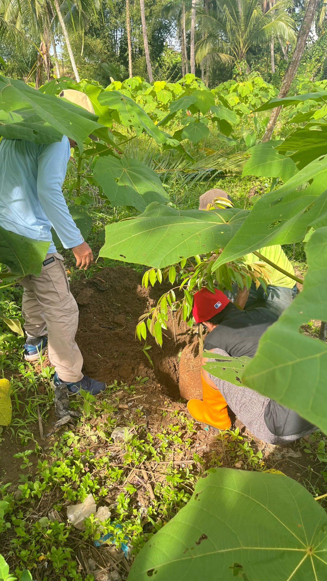 Penanaman Bibit Durian Desa Bodaskarangjati