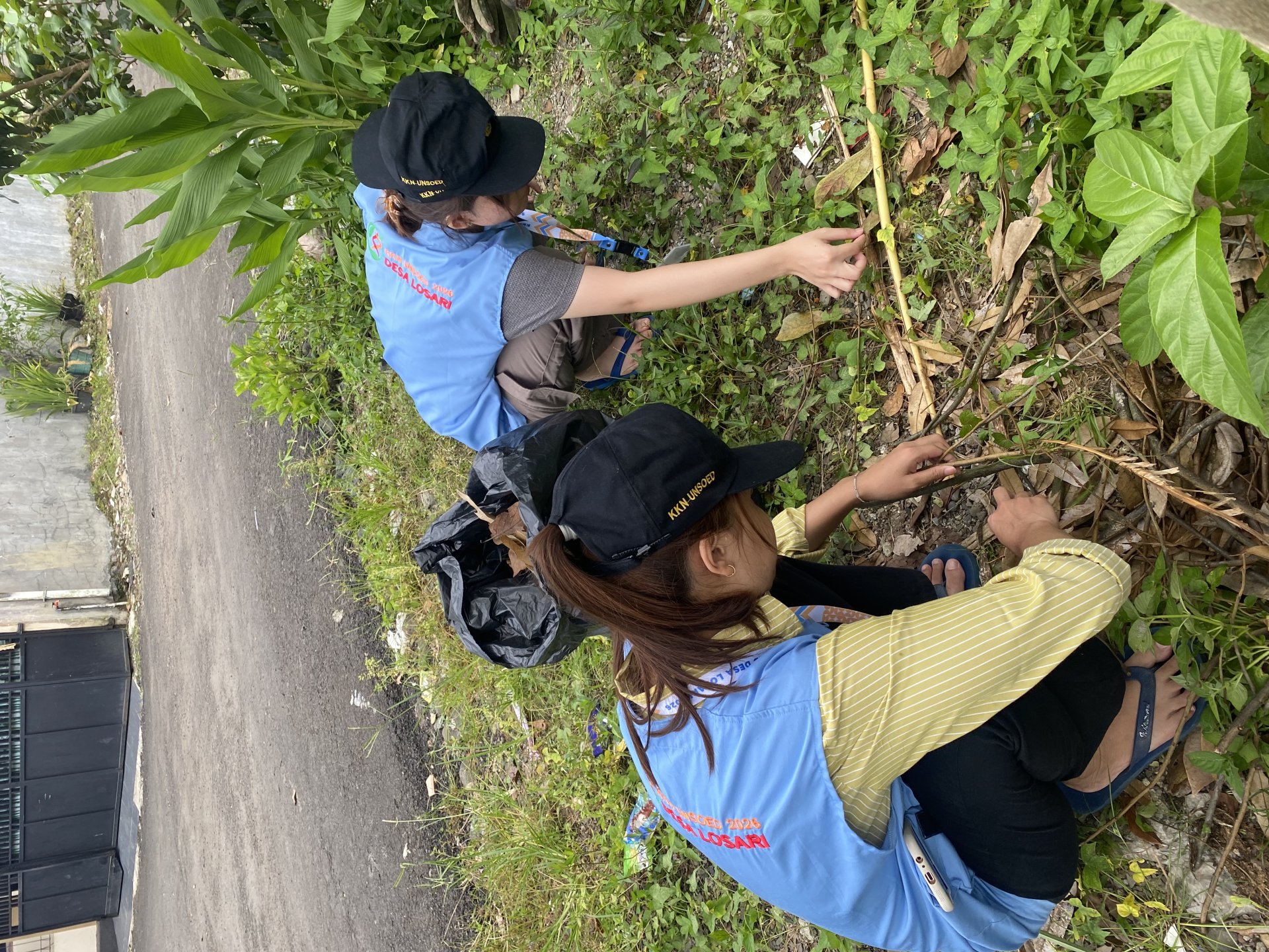 mengumpulkan daun kering untuk pupuk kompos