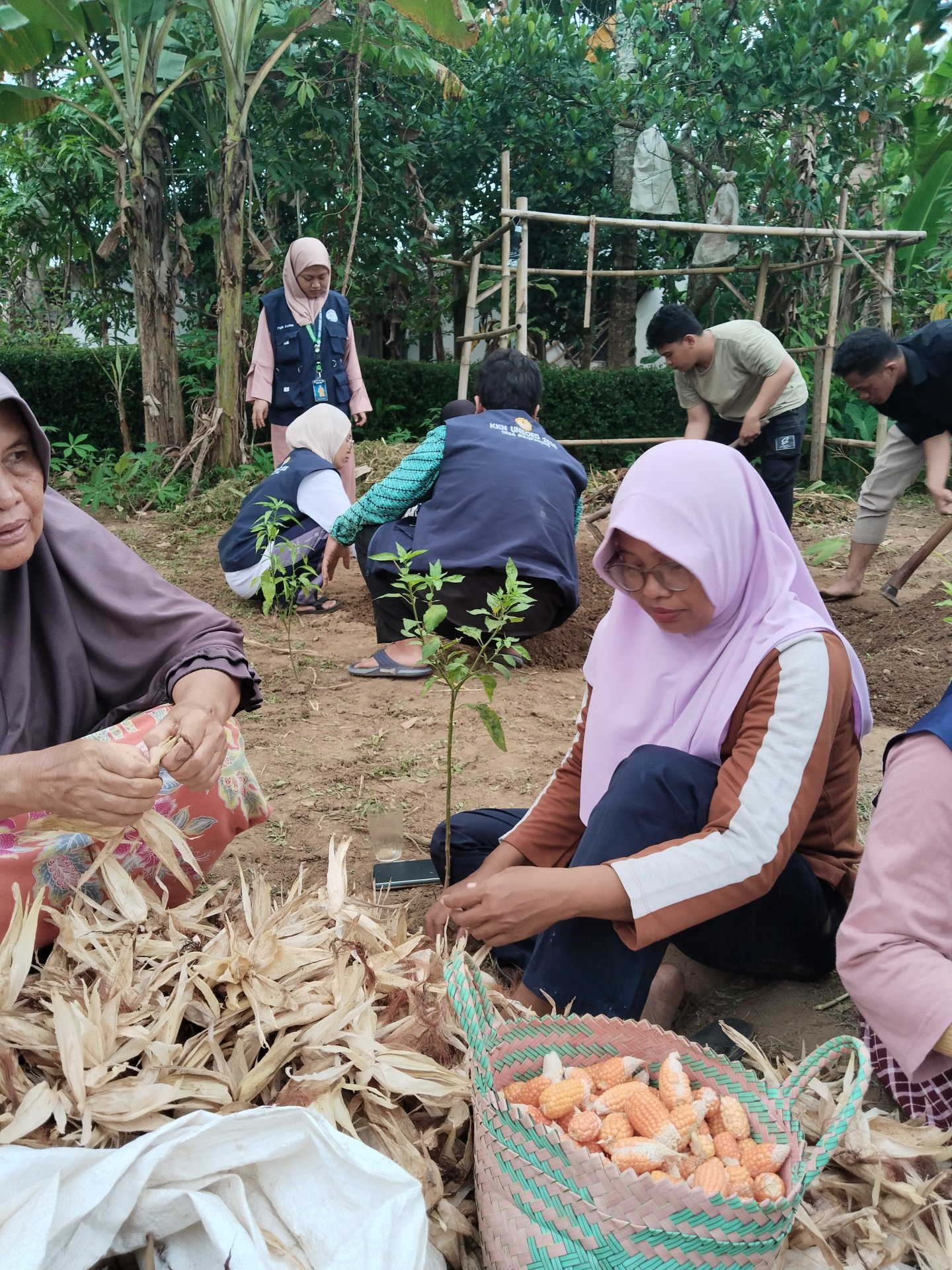 Pemanenan jagung dara kwt waringin