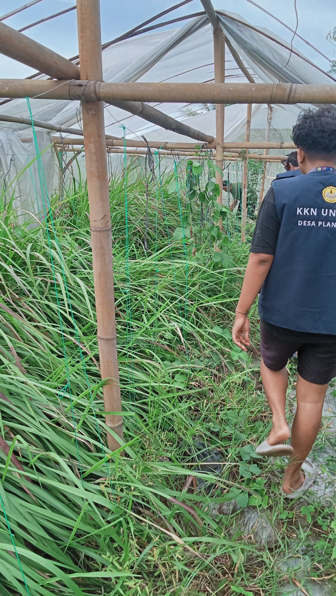 Hari ketiga kkn melakukan pembersihan greenhouse di desa Plana