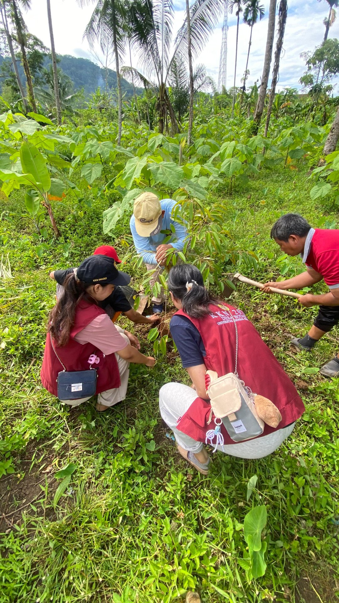 PENANAMAN BIBIT DURIAN