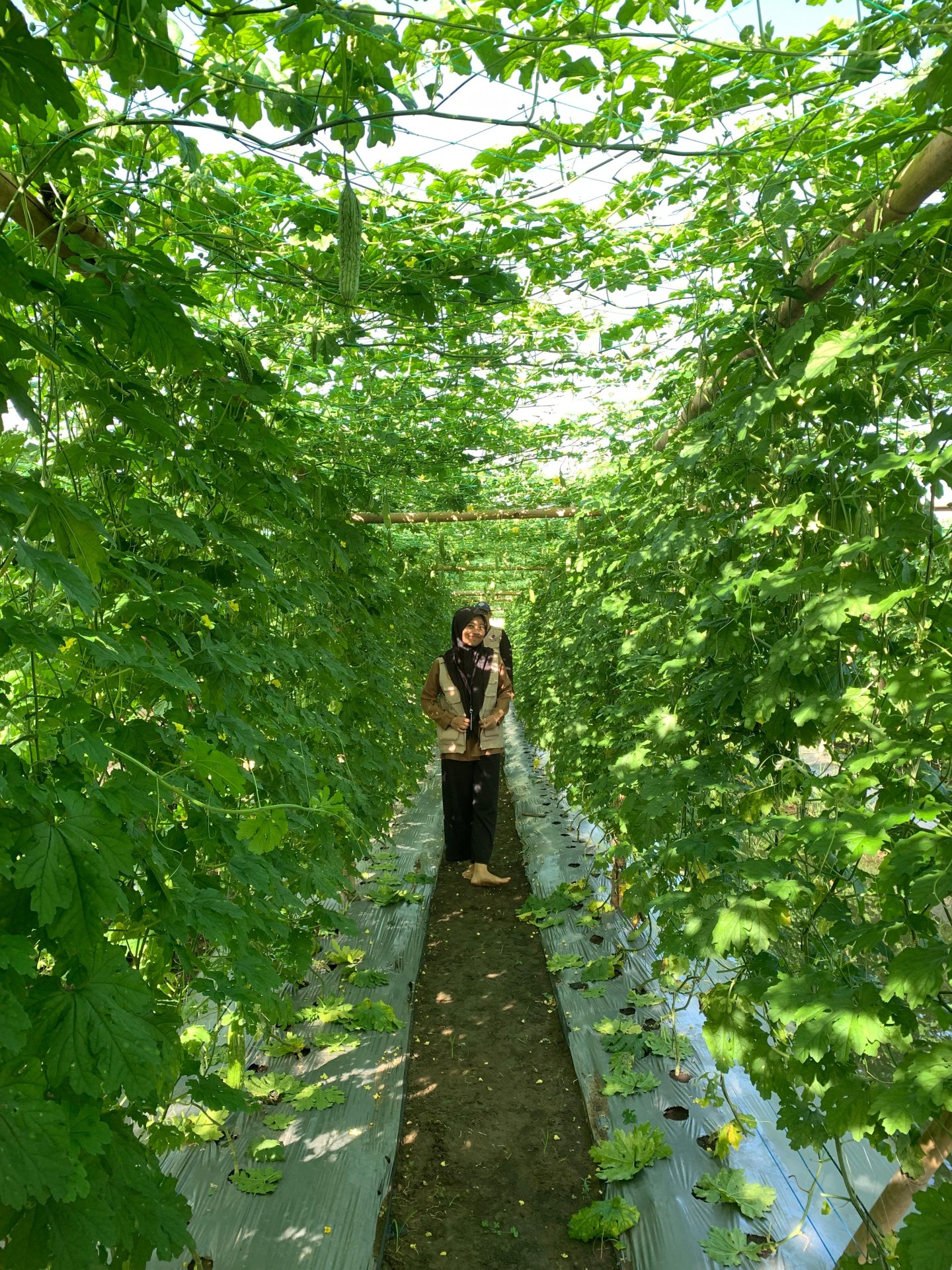 Panen raya tanaman pare