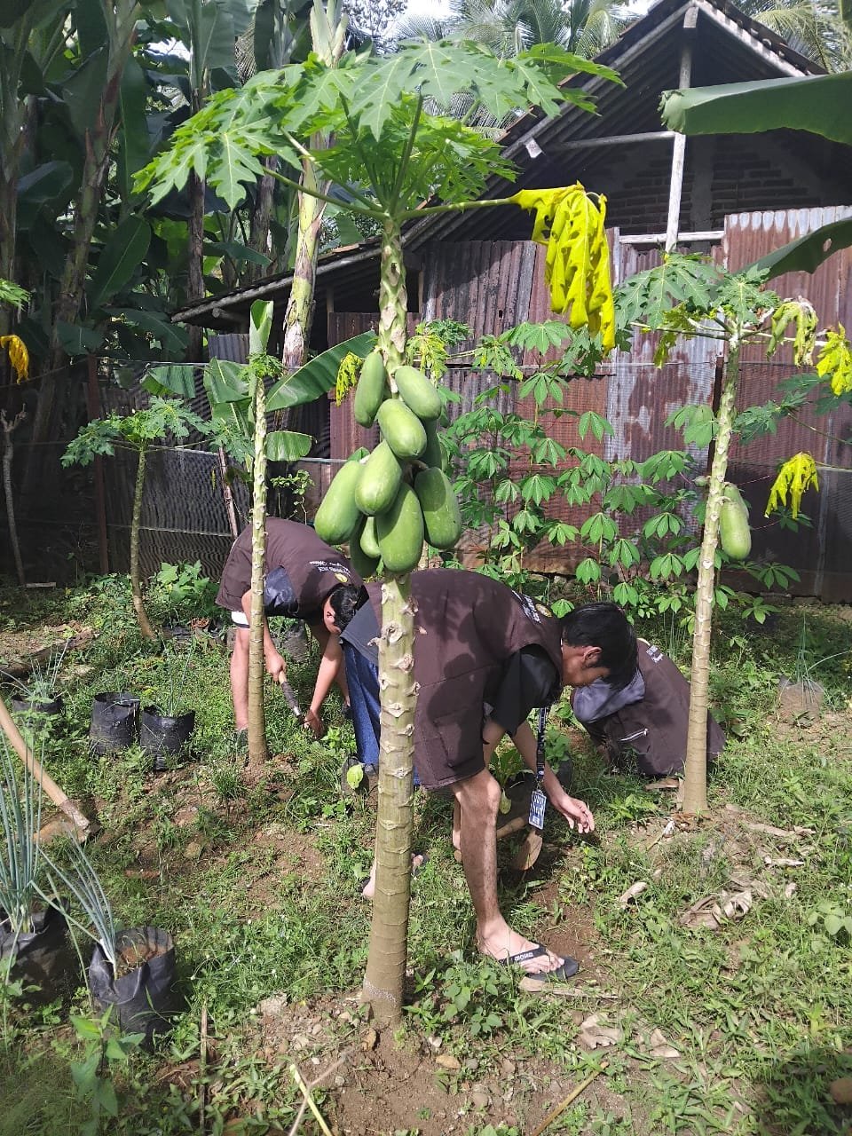 Intensifikasi Pekarangan Bersama Kelompok Tani Wanita