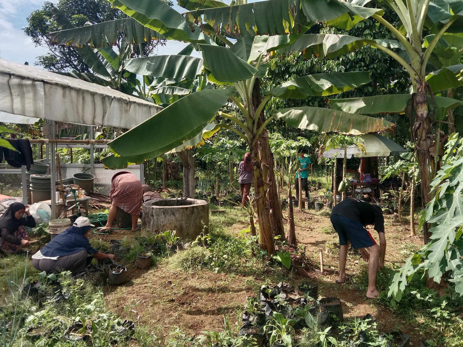 Intensifikasi pekarangan