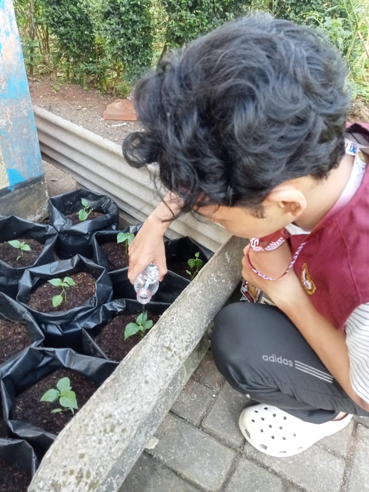 CONTROLLING INTENSIFIKASI PEKARANGAN