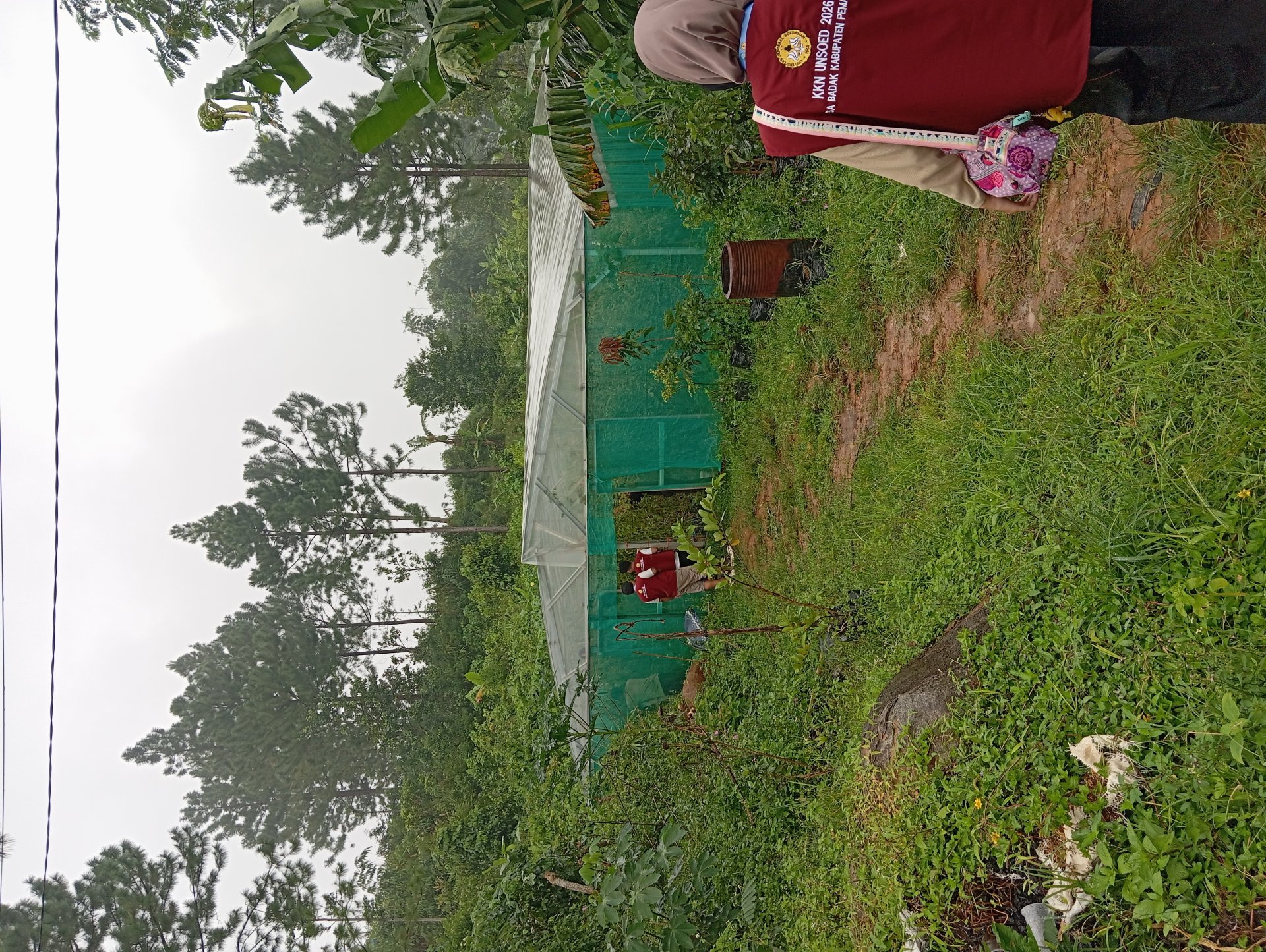 Pemanenan Tomat di Greenhouse Desa sebagai Upaya Peningkatan Produktivitas Pertanian