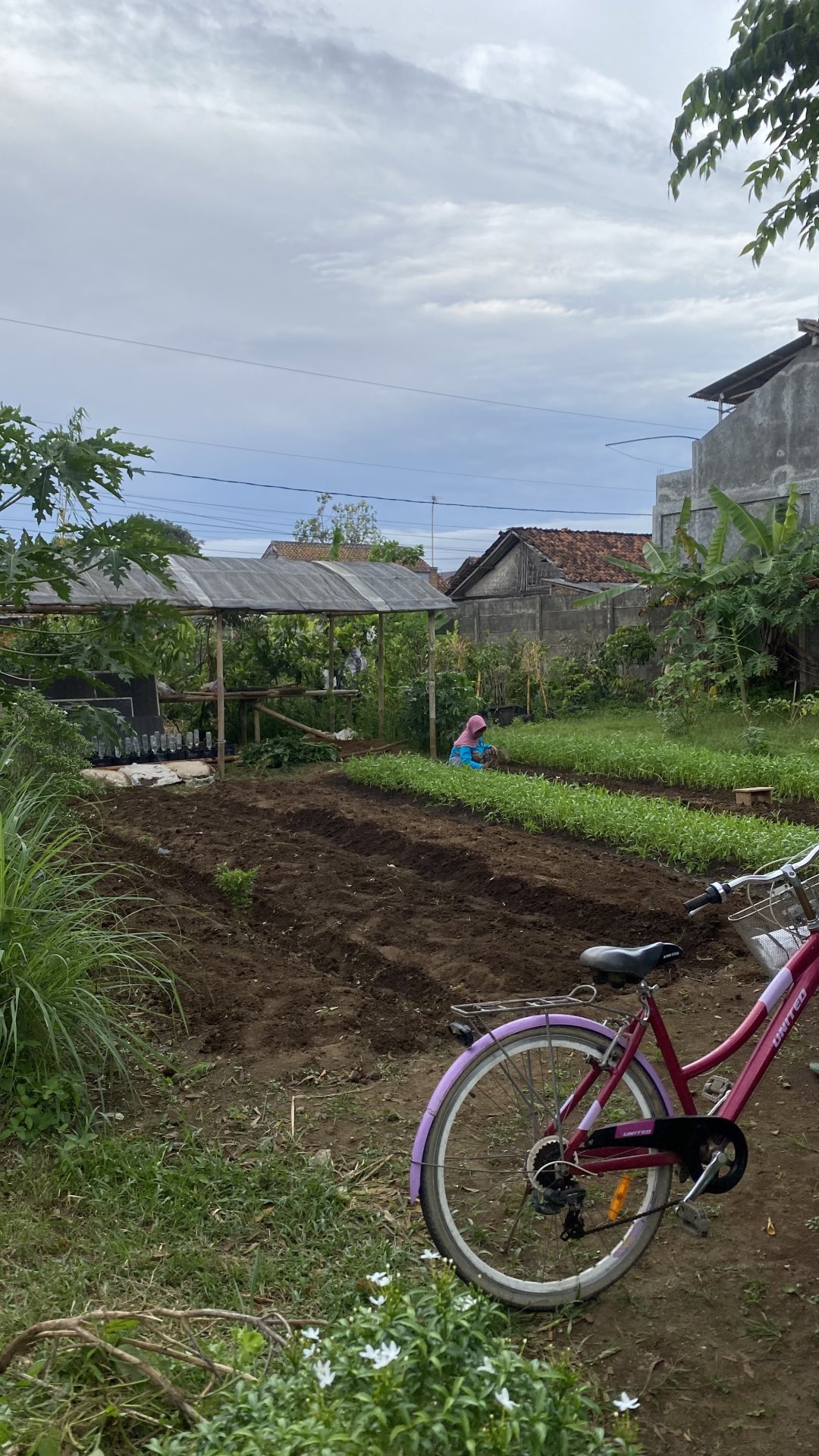 Menanam Benih Dengan Irigasi Tetes