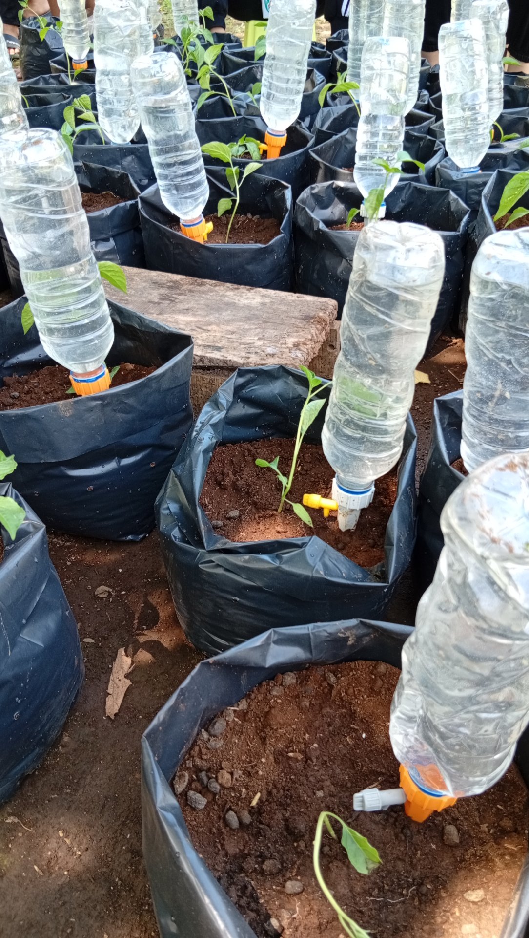 Pengamatan Sistem Irigasi Tetes