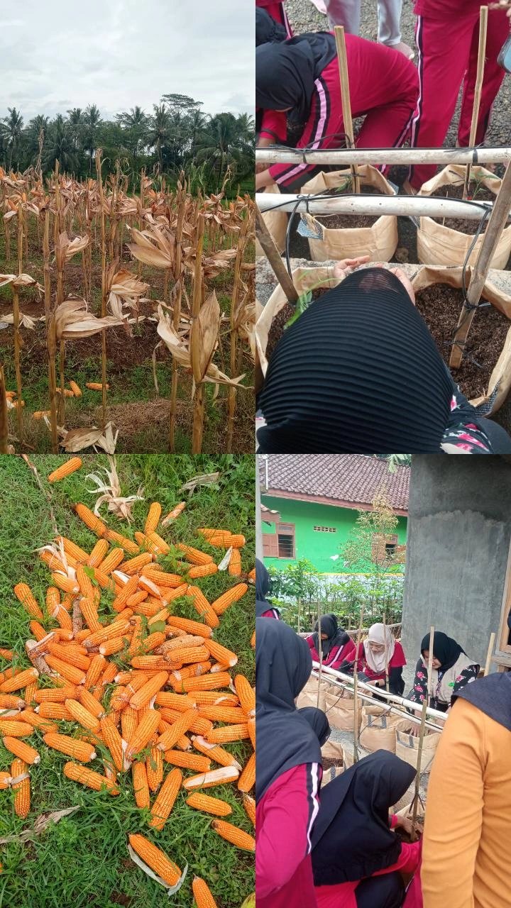 SENAM, PENYULUHAN, DAN PEMANENAN