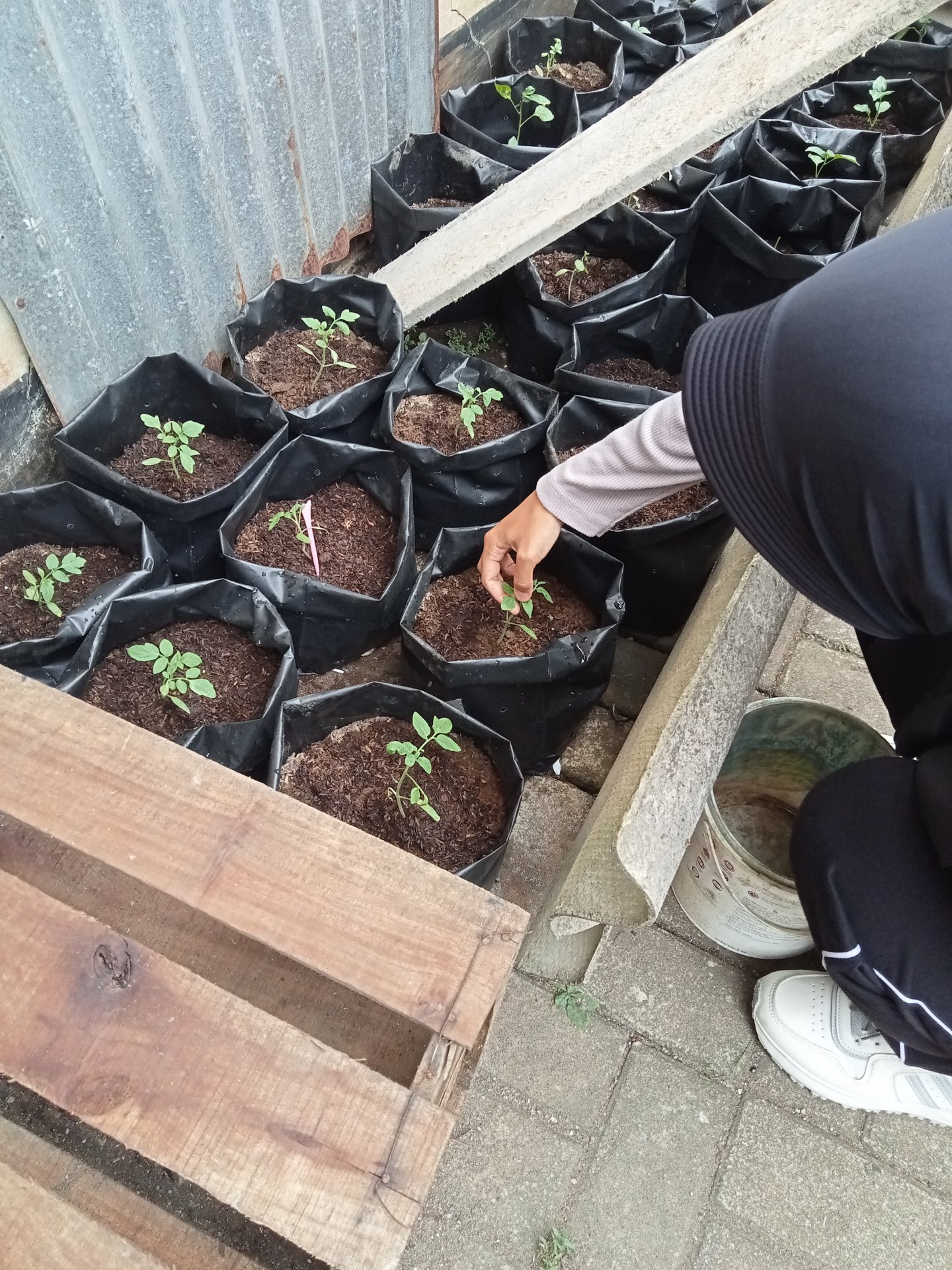 Controlling Intensifikasi Pekarangan