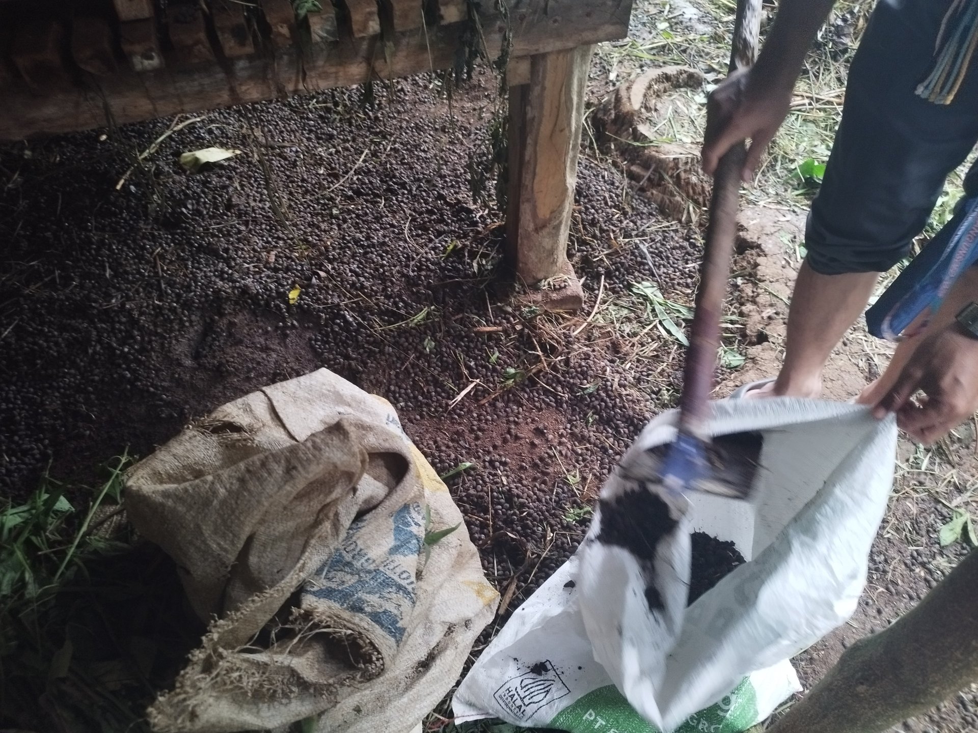 Pengambilan Pupuk Kotoran Hewan Kambing