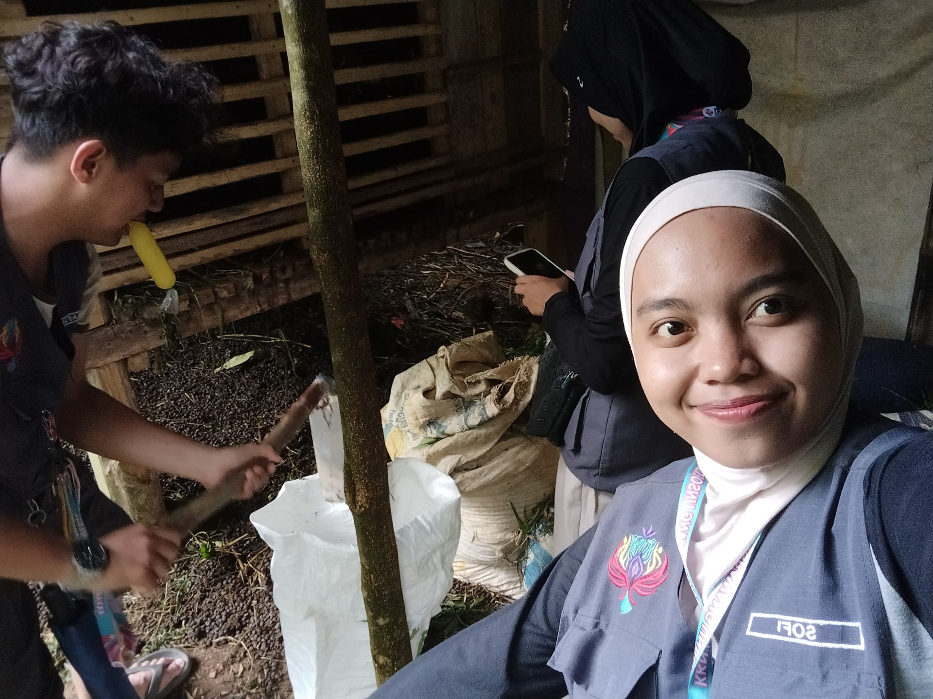 Pengambilan Pupuk Kohe