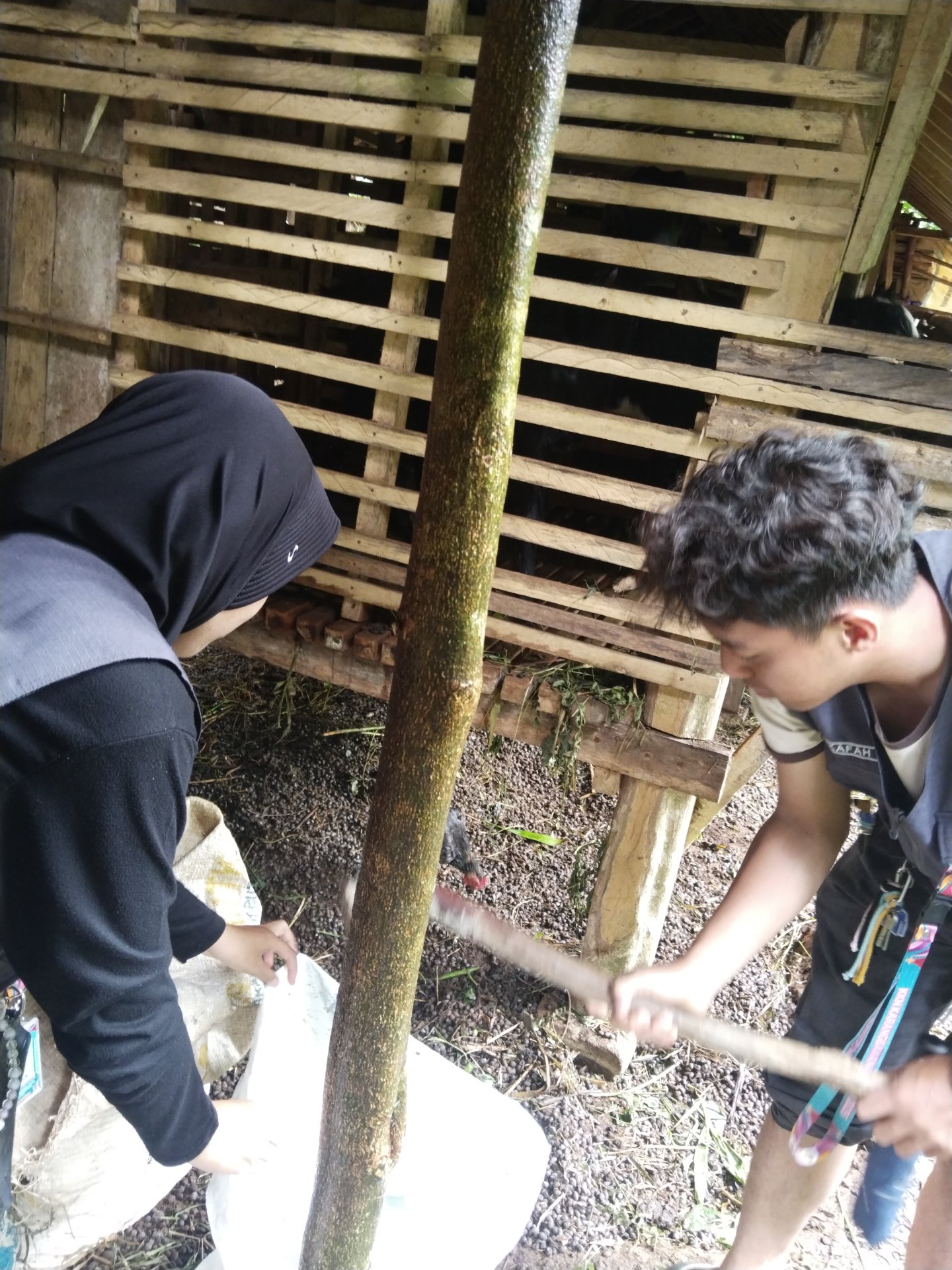 Pengambilan Pupuk Kotoran Hewan