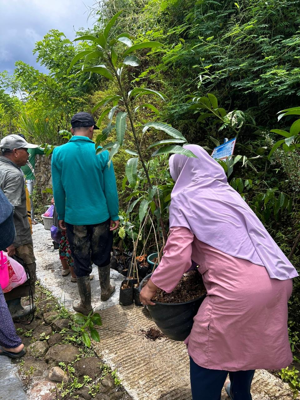 Penanaman tanaman berkayu