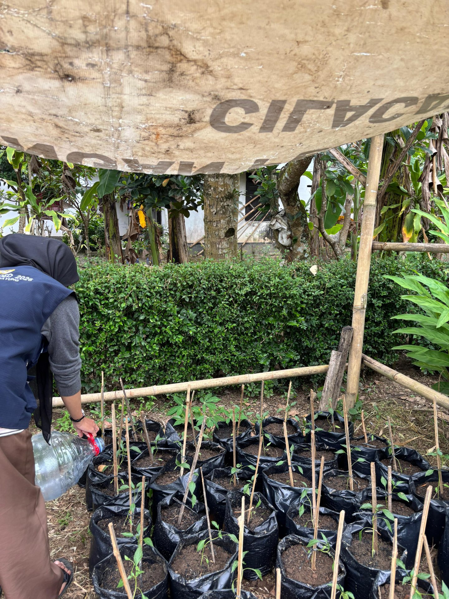 Monitoring Demplot Intensifikasi Pekarangan dan Pengajian