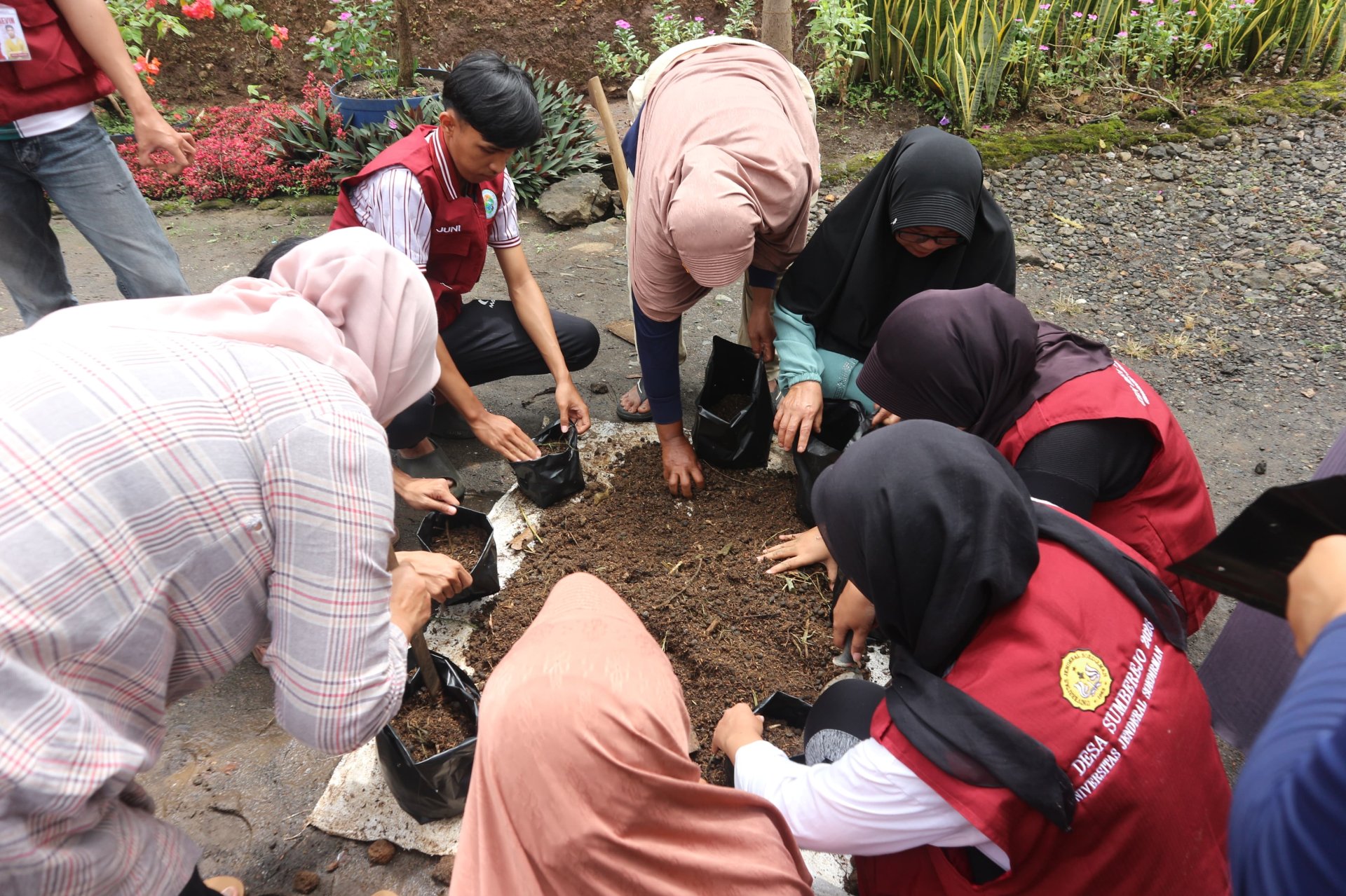 Menanam benih tomat cabai