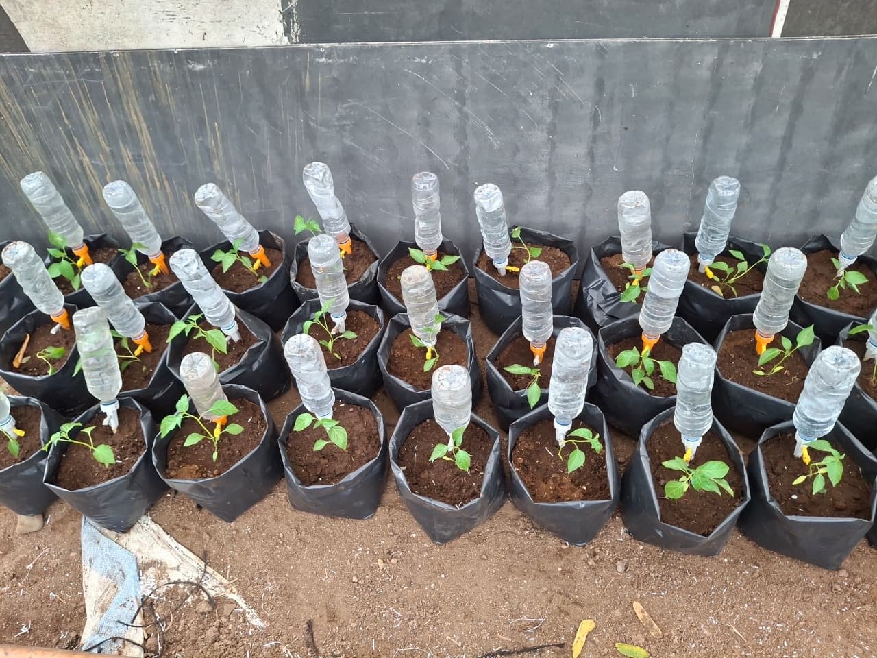 Pengamatan Sistem Irigasi Tetes