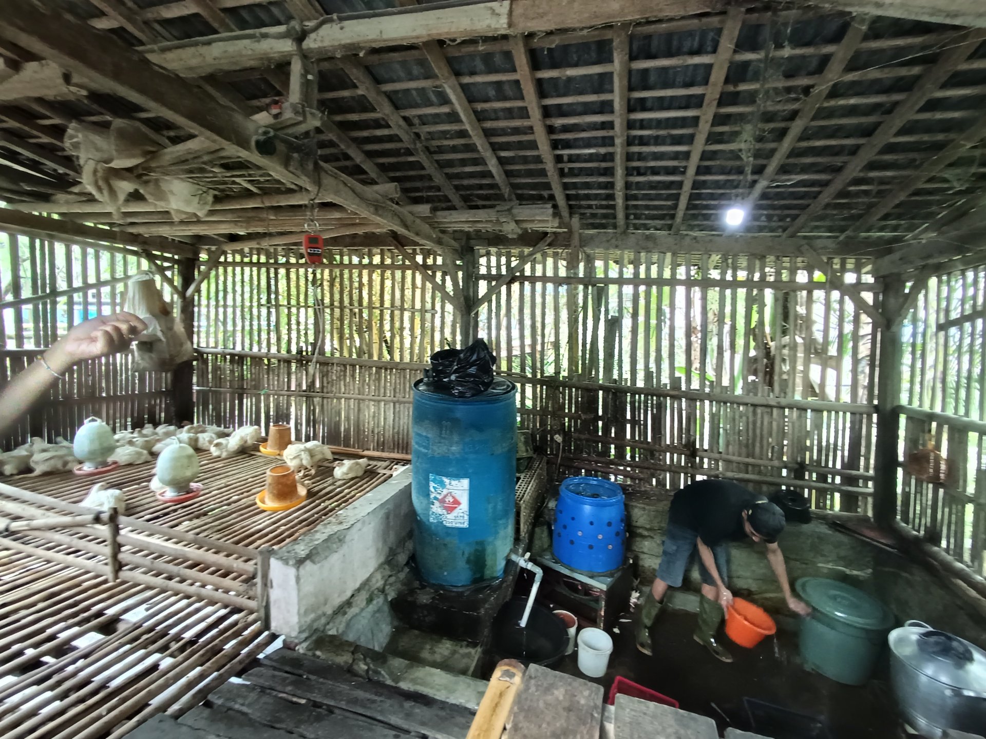 Mengunjungi tempat pemotongan ayam Desa Sumampir