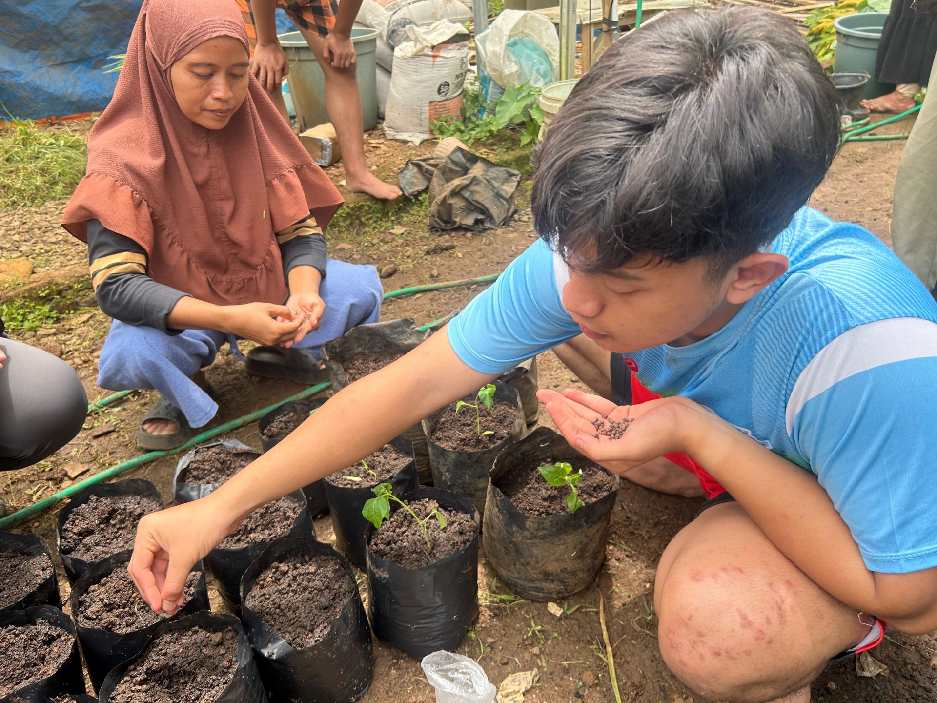 program kerja intensifikasi pekarangan