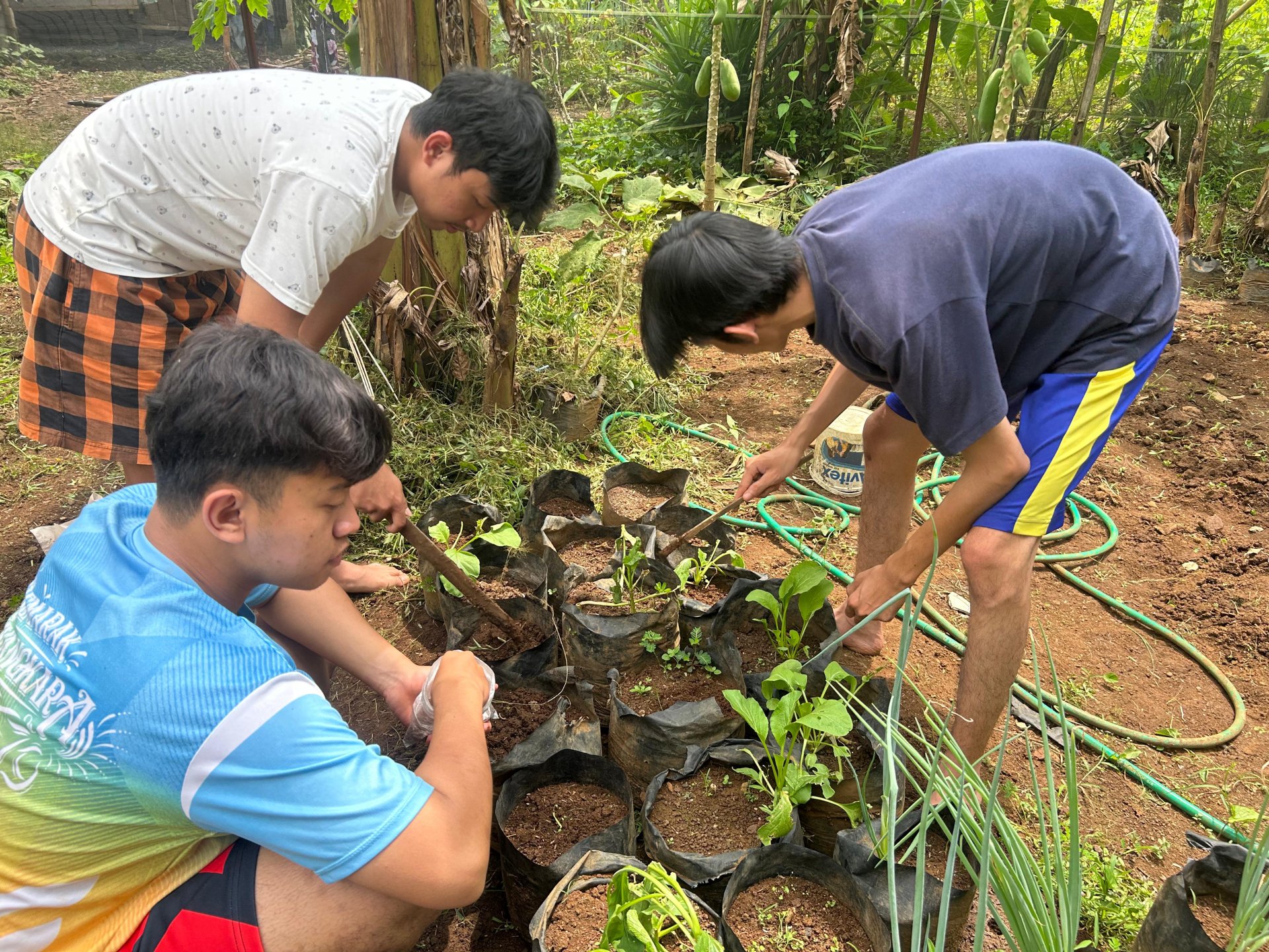 Intensifikasi Pekarangan (Penanaman Bibit)