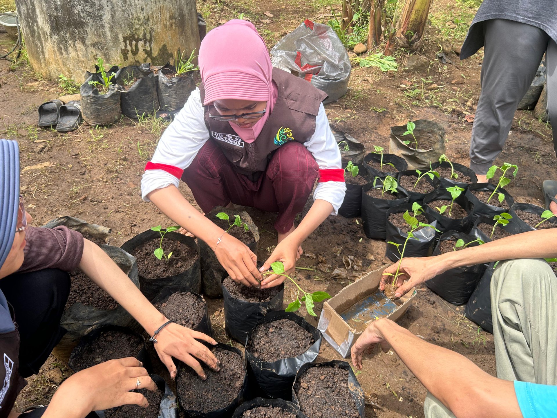 Intensifikasi Pekarangan (penanaman cabe dan kangkung)