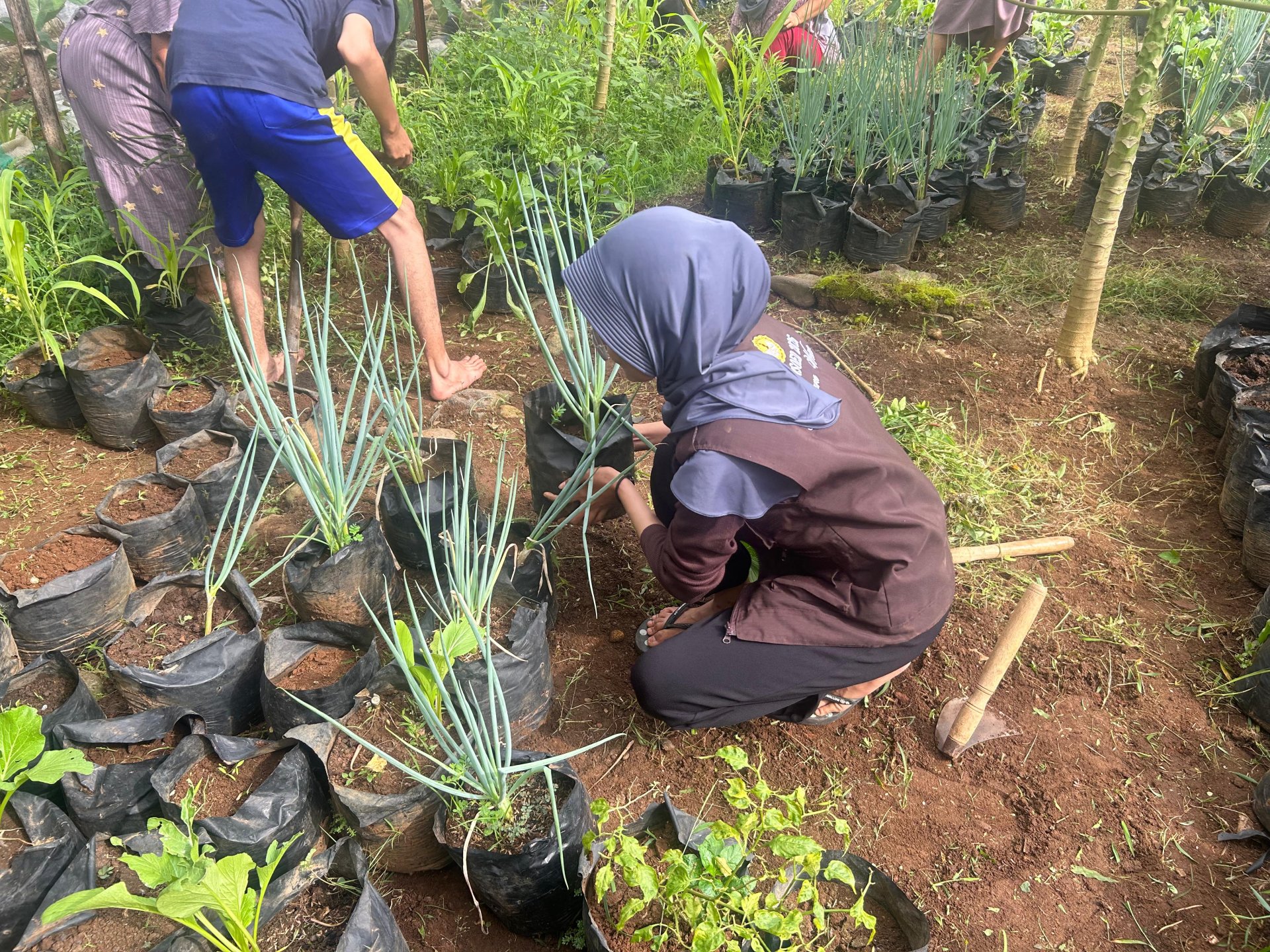 Intensifikasi Pekarangan