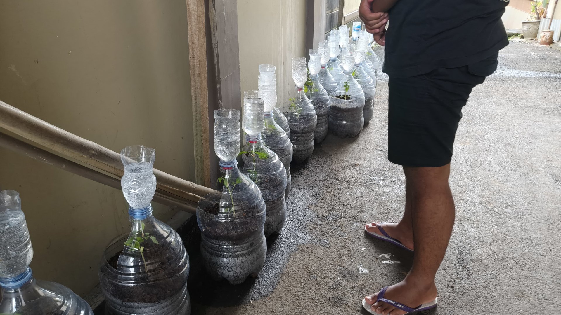 Monitoring tanaman hasil intensifikasi