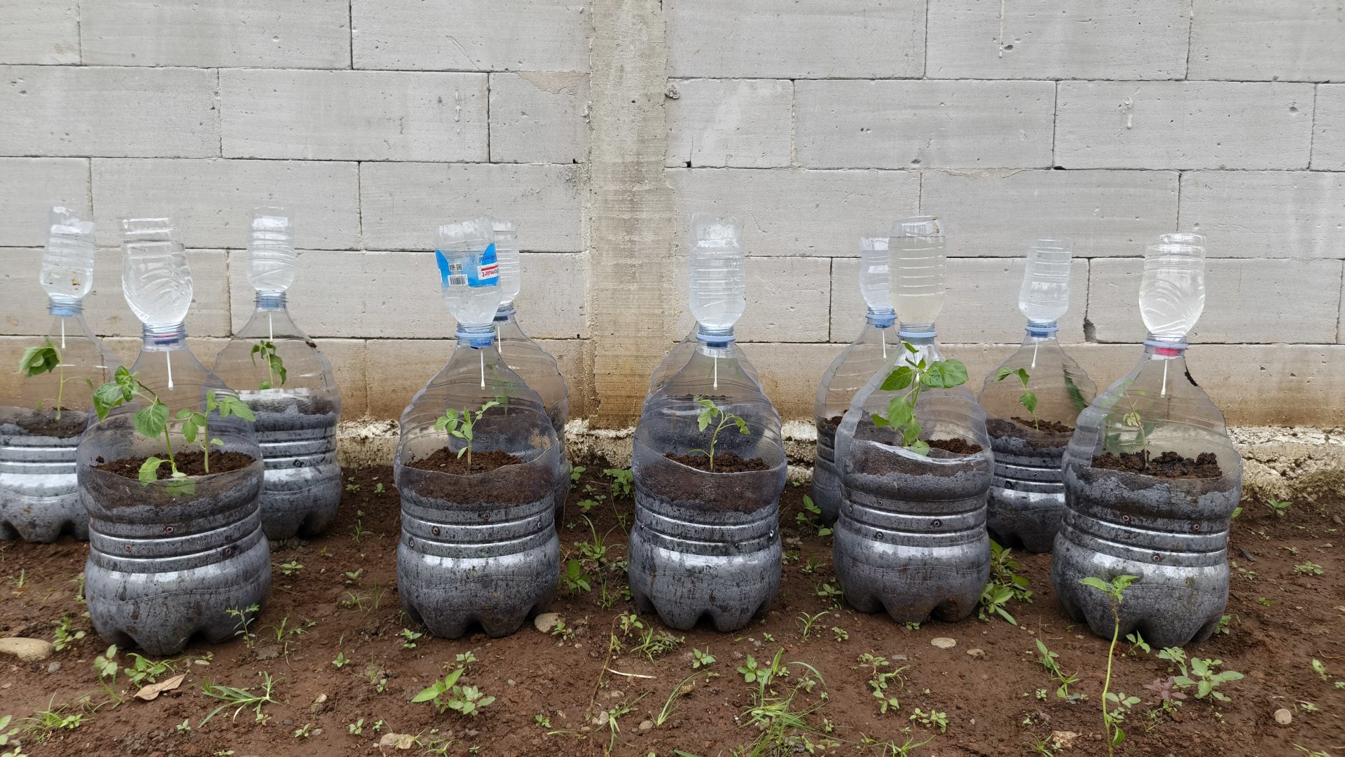 Monitoring tanaman hasil intensifikasi pekarangan