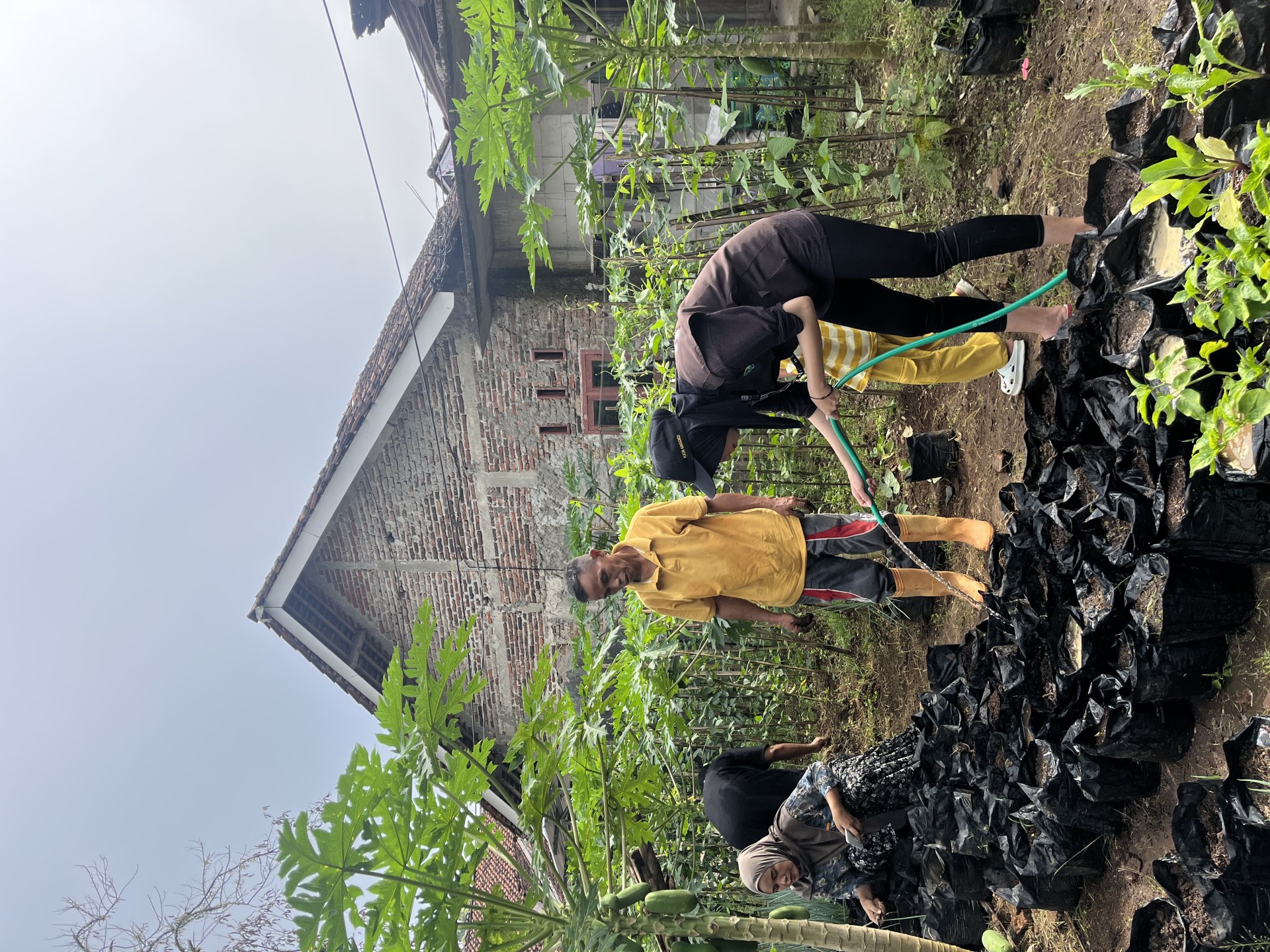 Intensifikasi Pekarangan