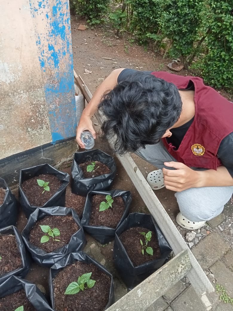 INTENSIFIKASI PEKARANGAN DESA PLANJAN, DUSUN INTANSARI 12/01/2026