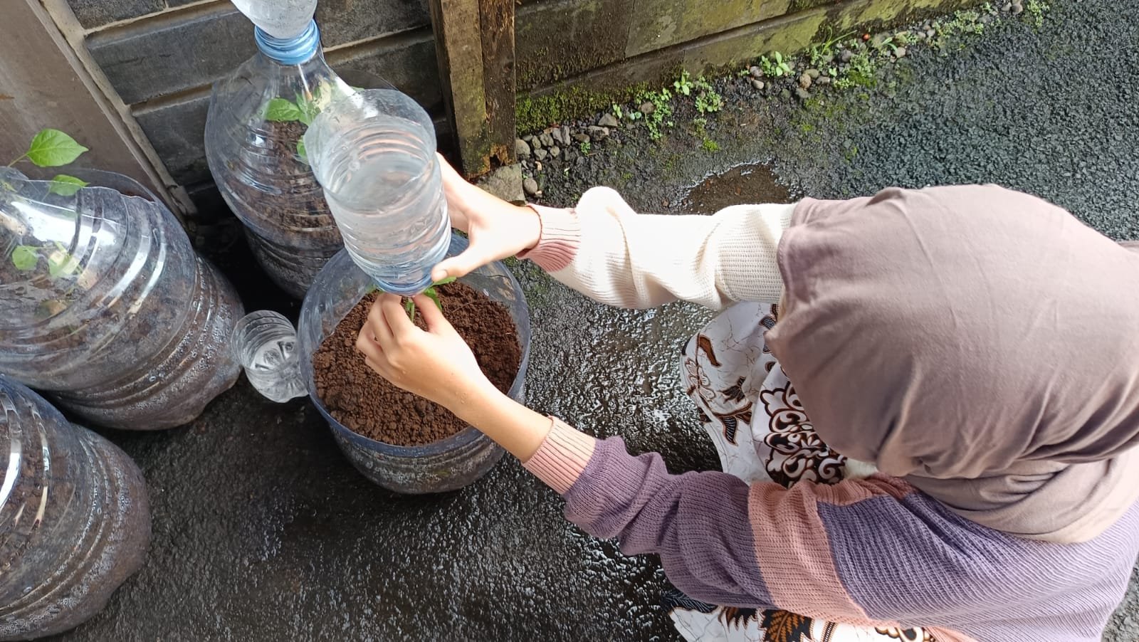 Monitoring intensifikasi perkarangan