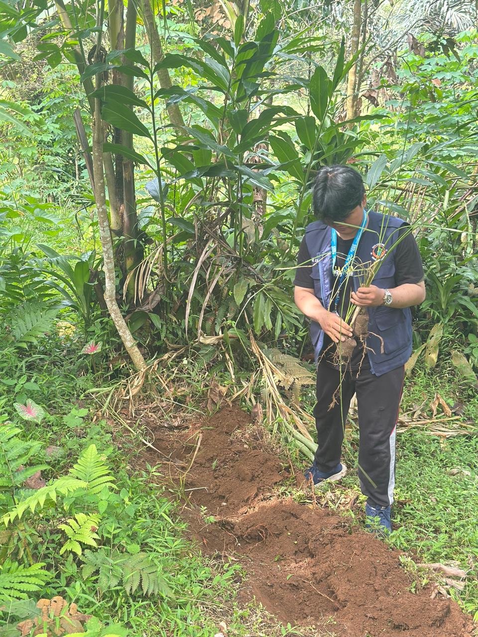 Penanaman bibit Akar Wangi