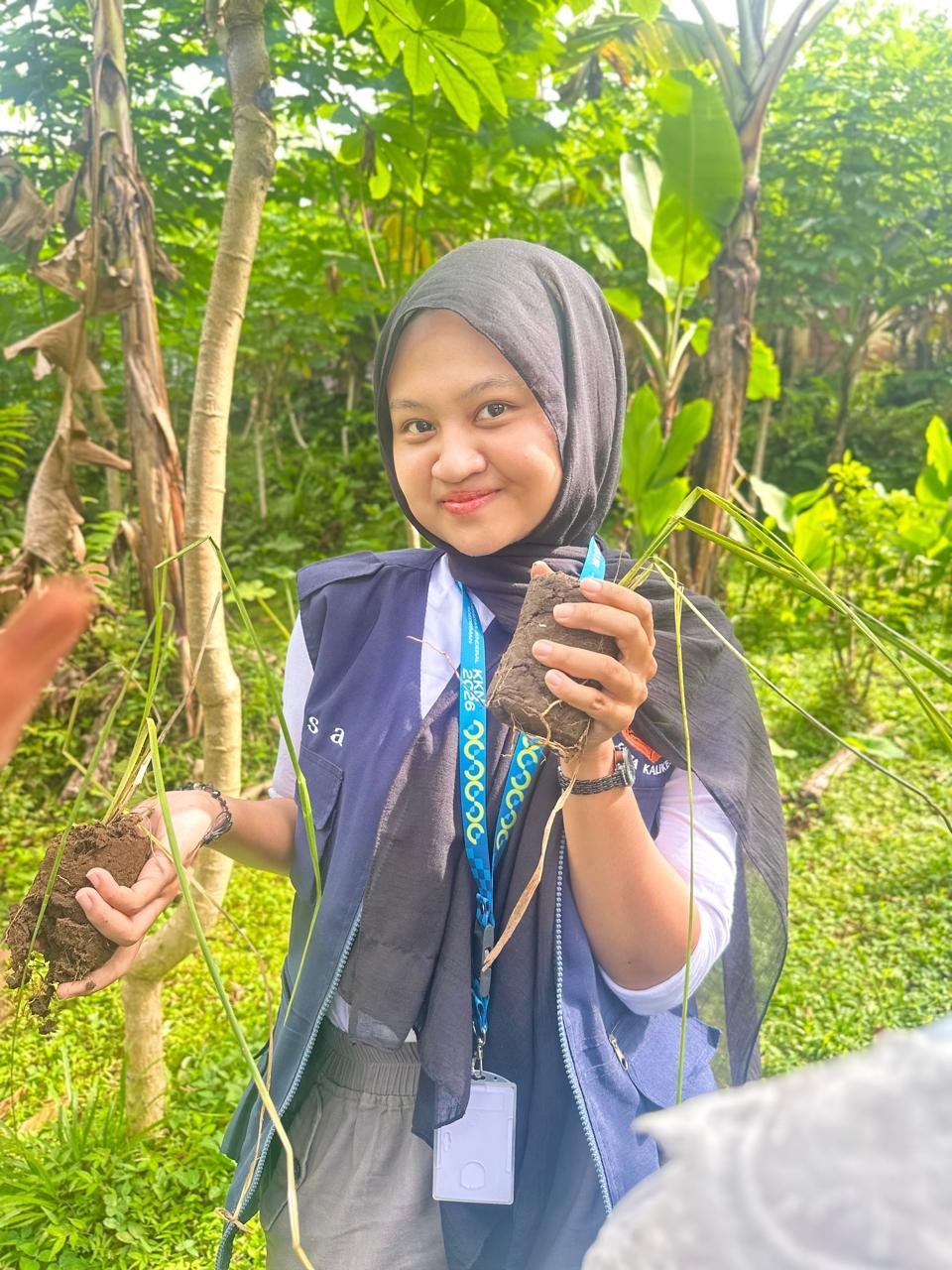 Penanaman Akar Wangi