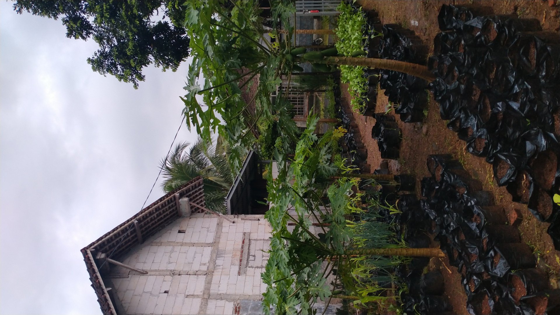 Monitoring Pekarangan