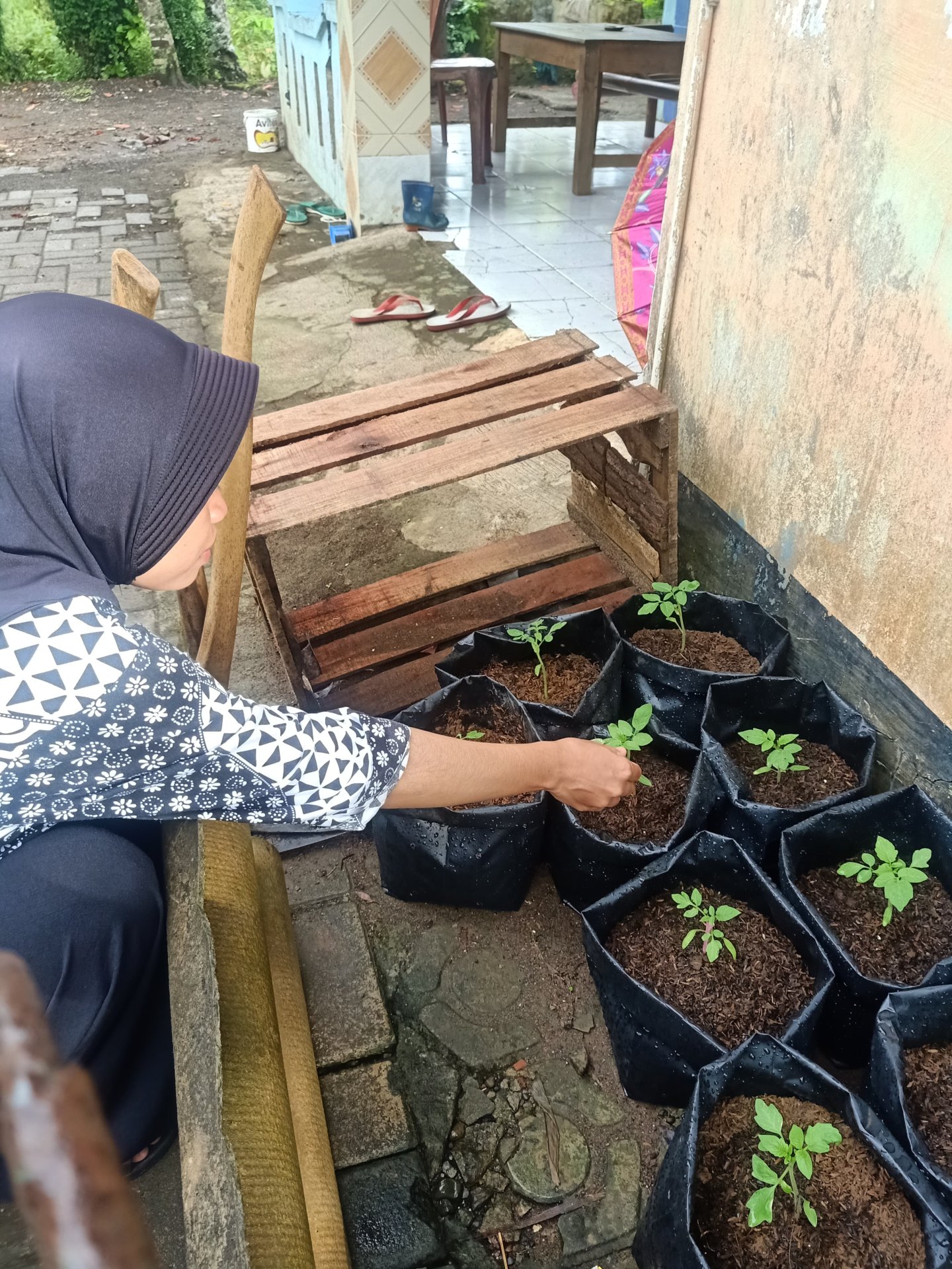 Controlling Intensifikasi Pekarangan hari ke-4