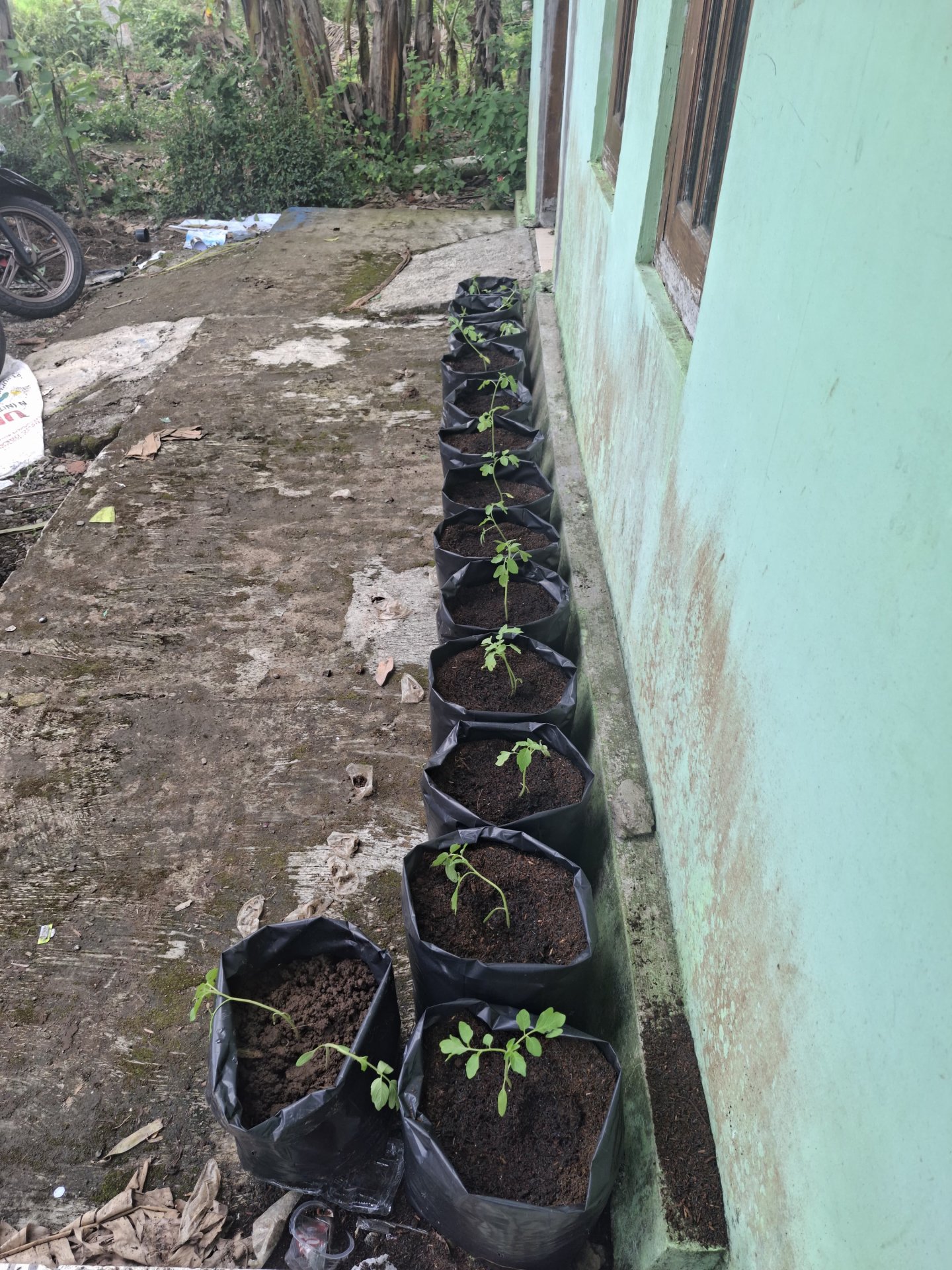 Program Kerja Lingkungan KKN Desa Bendungan