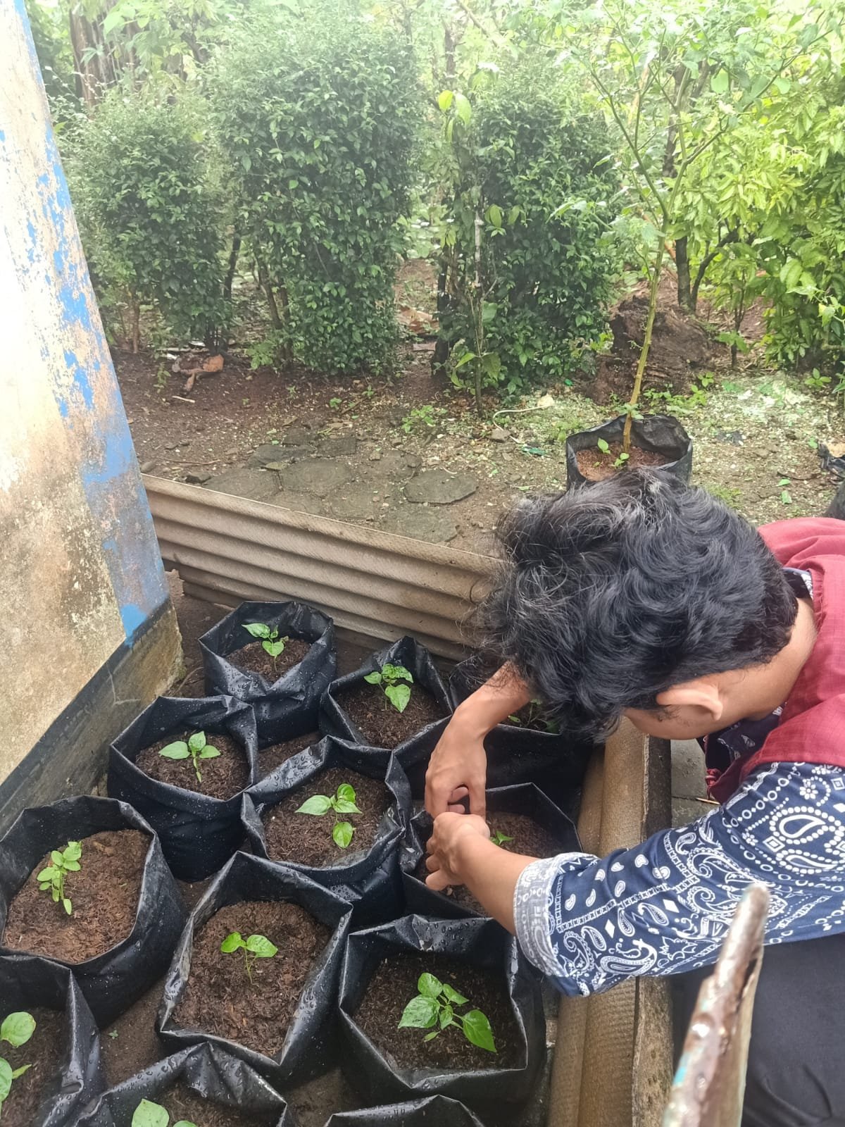 CONTROLLING INTENSIFIKASI PEKARANGAN
