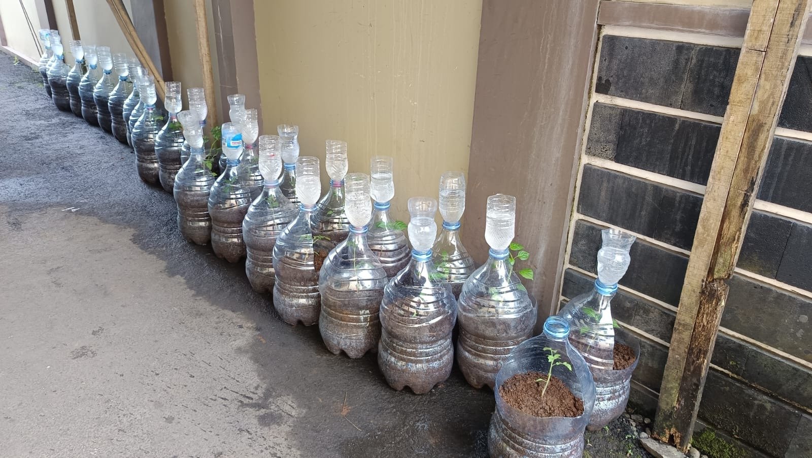 Monitoring Tanaman Intensifikasi Pekarangan