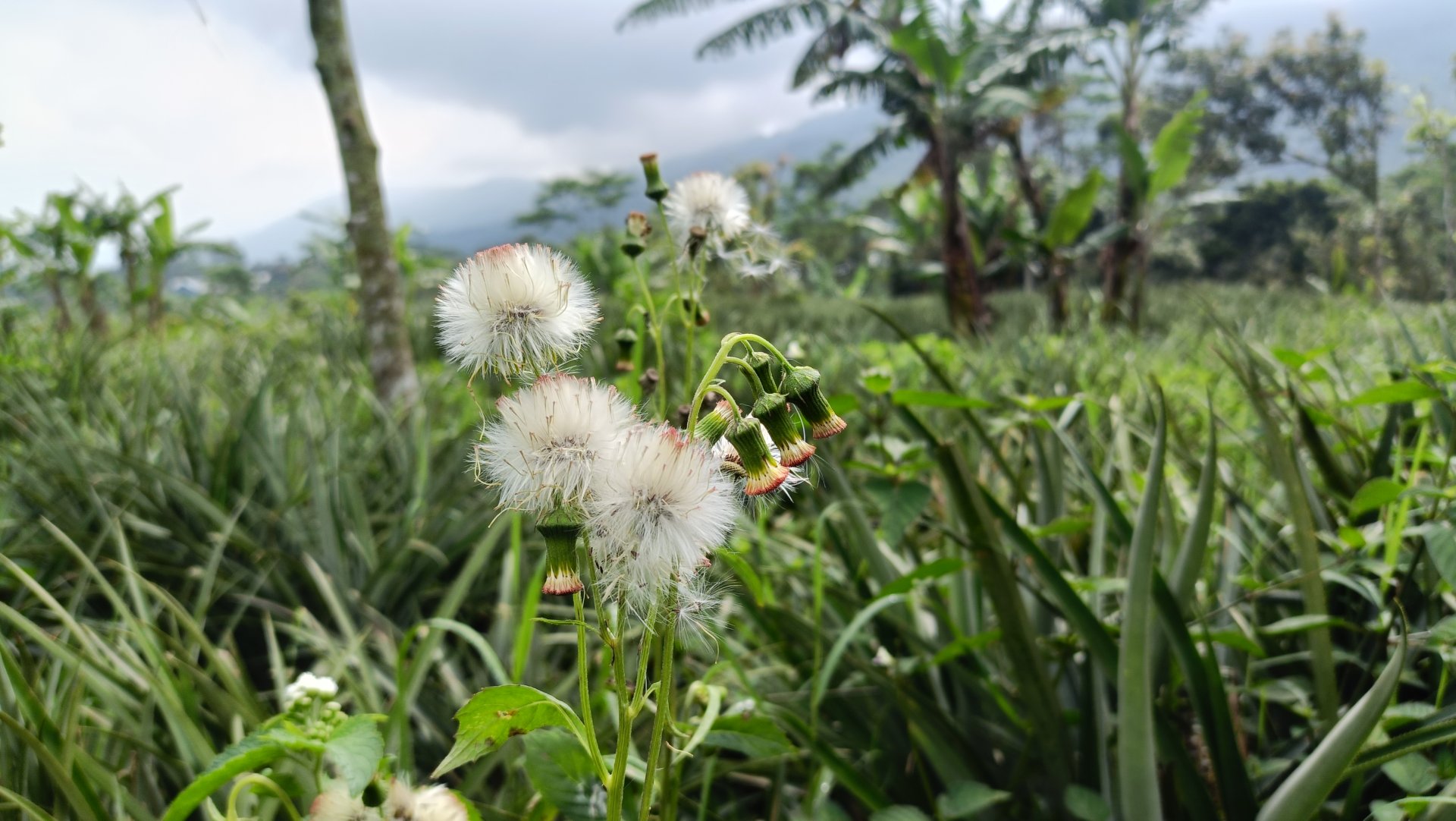 Day 7- Mendokumentasikan kegiatan perkebunan nanas