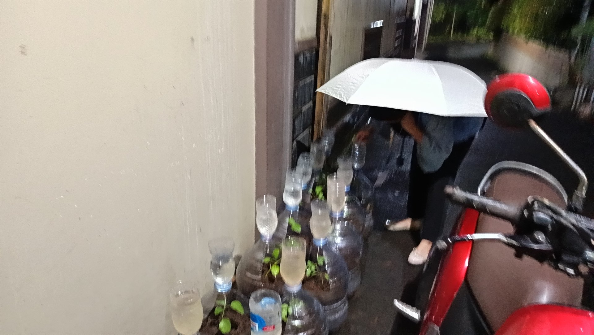 monitoring pekarangan