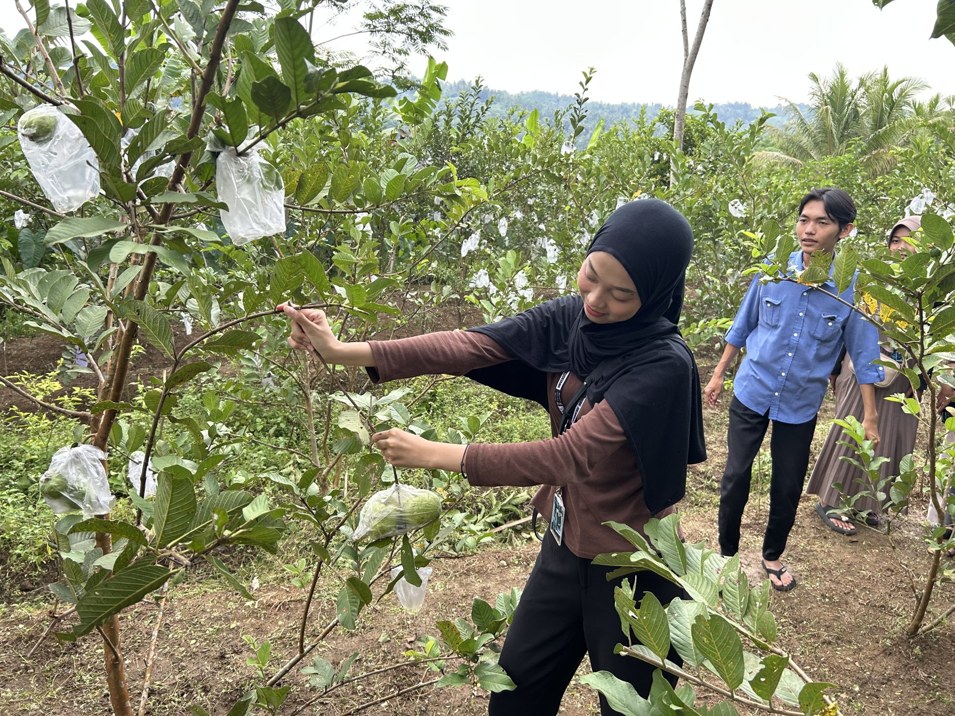 Kunjungan ke Kebun Jambu Milik Ibu KWT