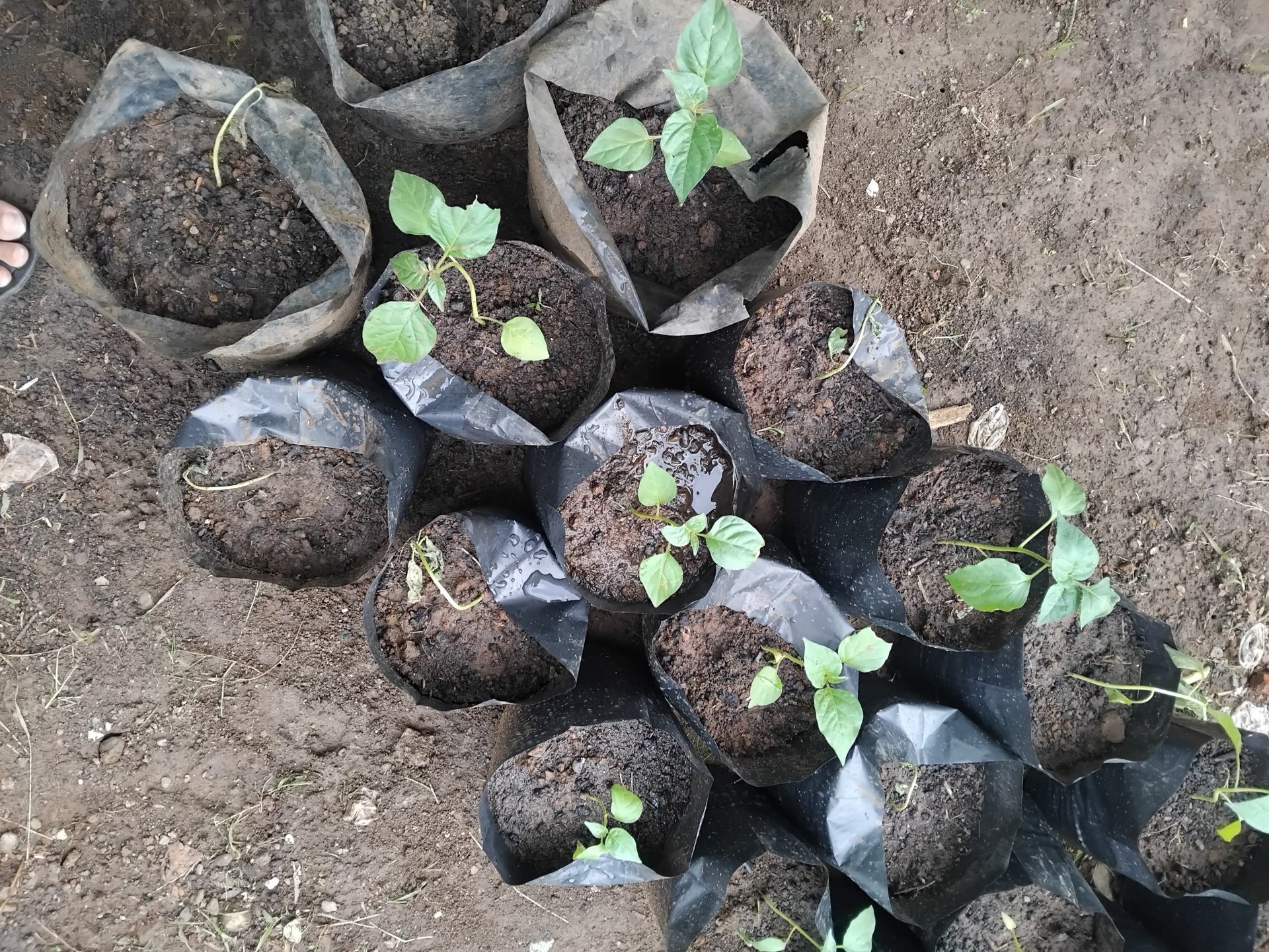 Monitoring Lahan Penanaman Cabai Dan Kangkung di Lahan KWT