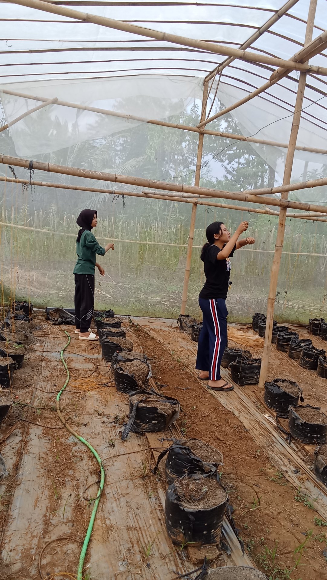DAY 8 KKN - PEMASANGAN MULSA DI GREENHOUSE