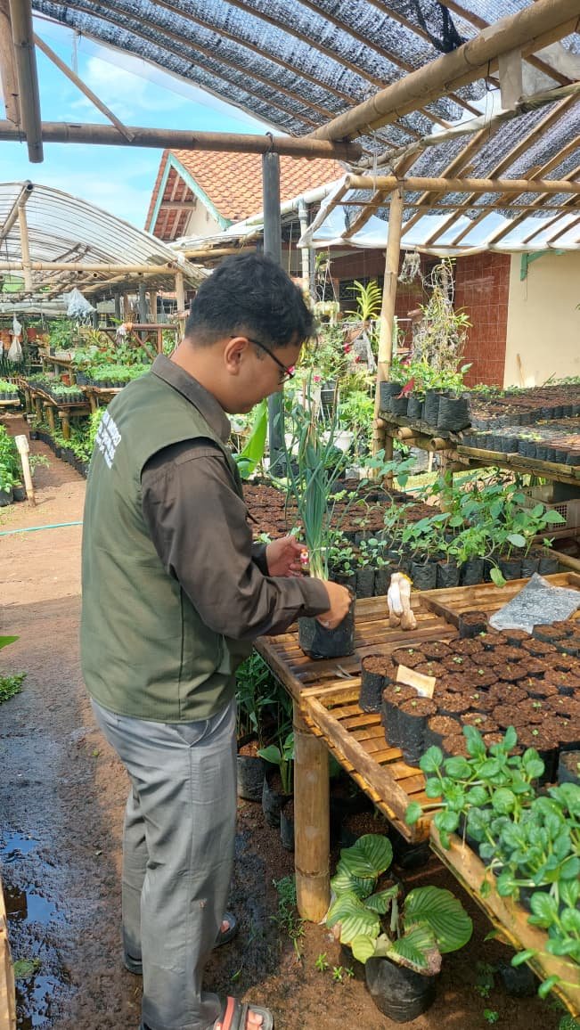Persiapan Bibit Tanaman untuk Intensifikasi Pekarangan Rumah