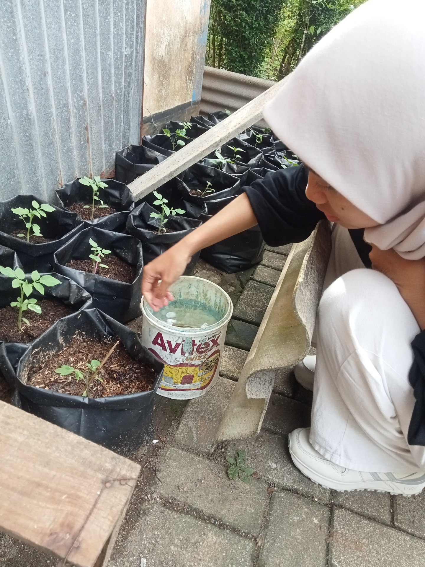 Controlling Intensifikasi Pekarangan hari ke-5